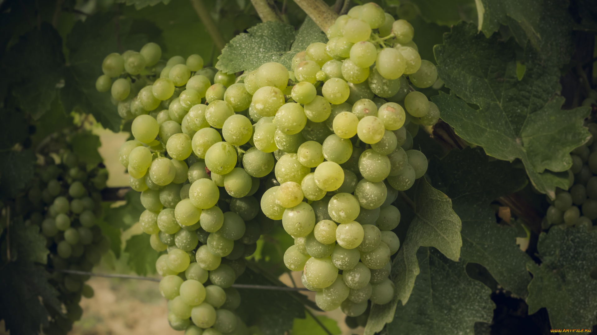 природа, Ягоды, , виноград, лоза