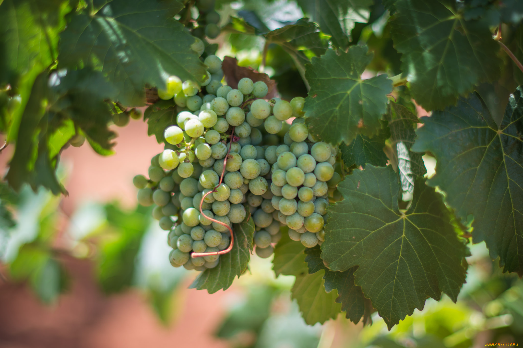 природа, Ягоды, , виноград, лоза