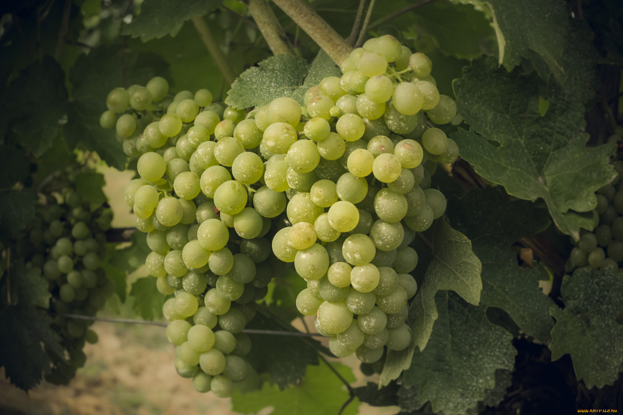 природа, Ягоды, , виноград, лоза