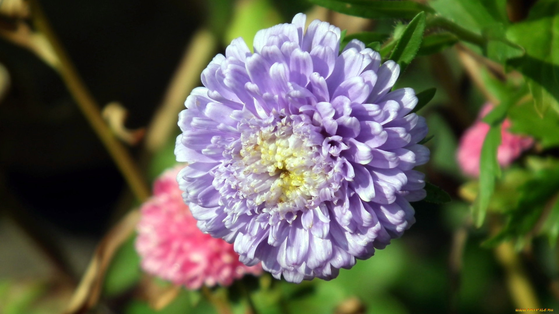 цветы, астры, макро