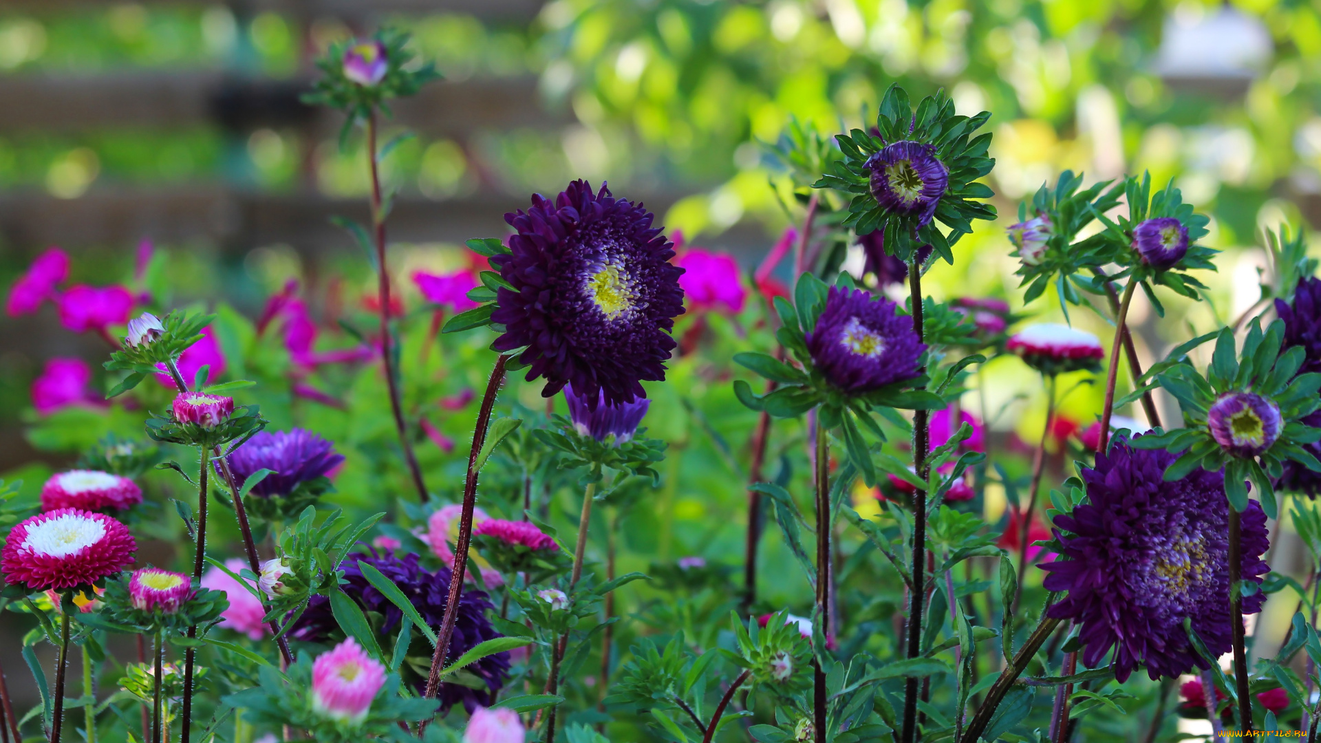 цветы, астры, природа, лето, красота, дача, цветение