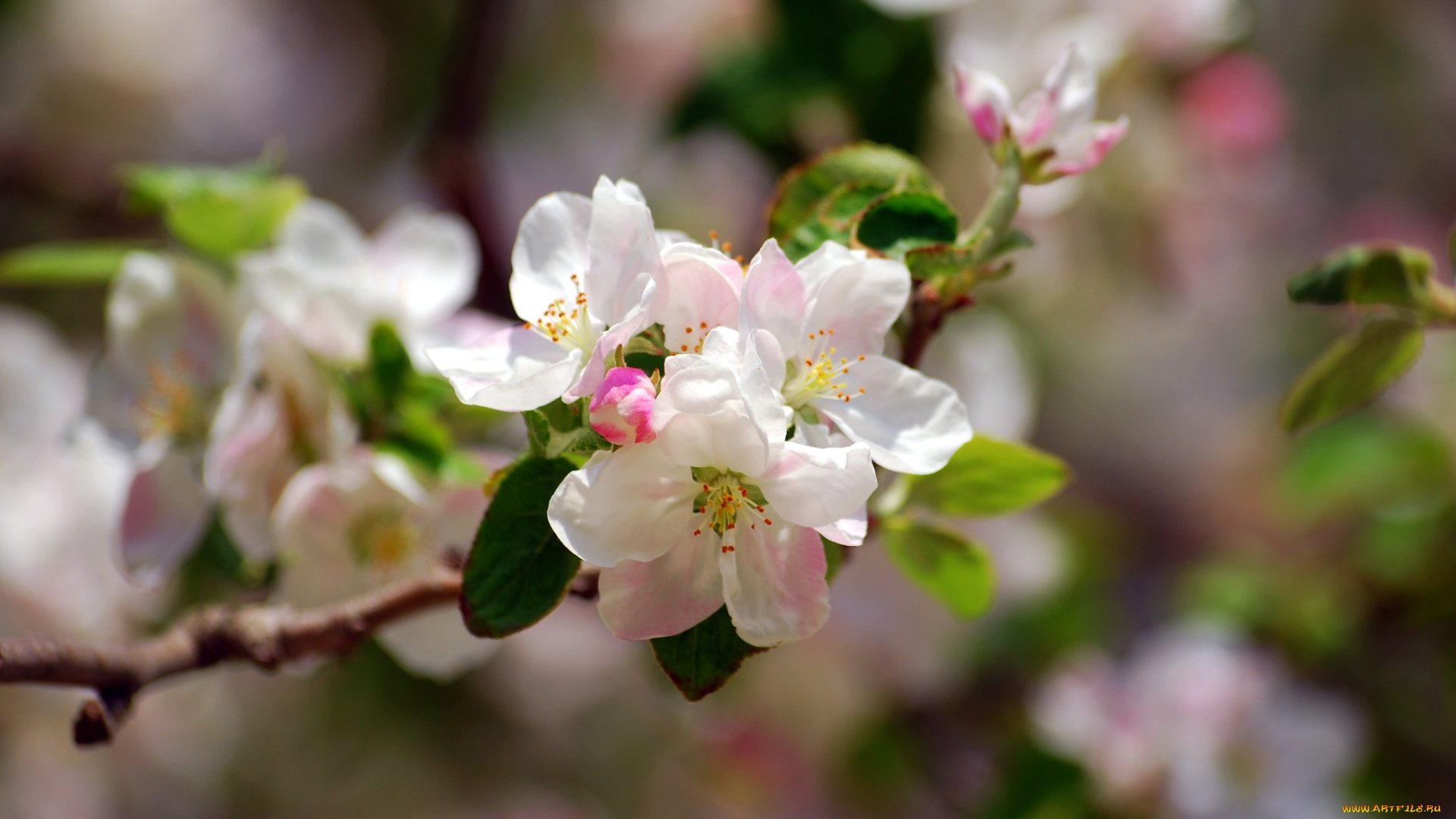 цветы, цветущие, деревья, , , кустарники, цветение, дерево, ветка