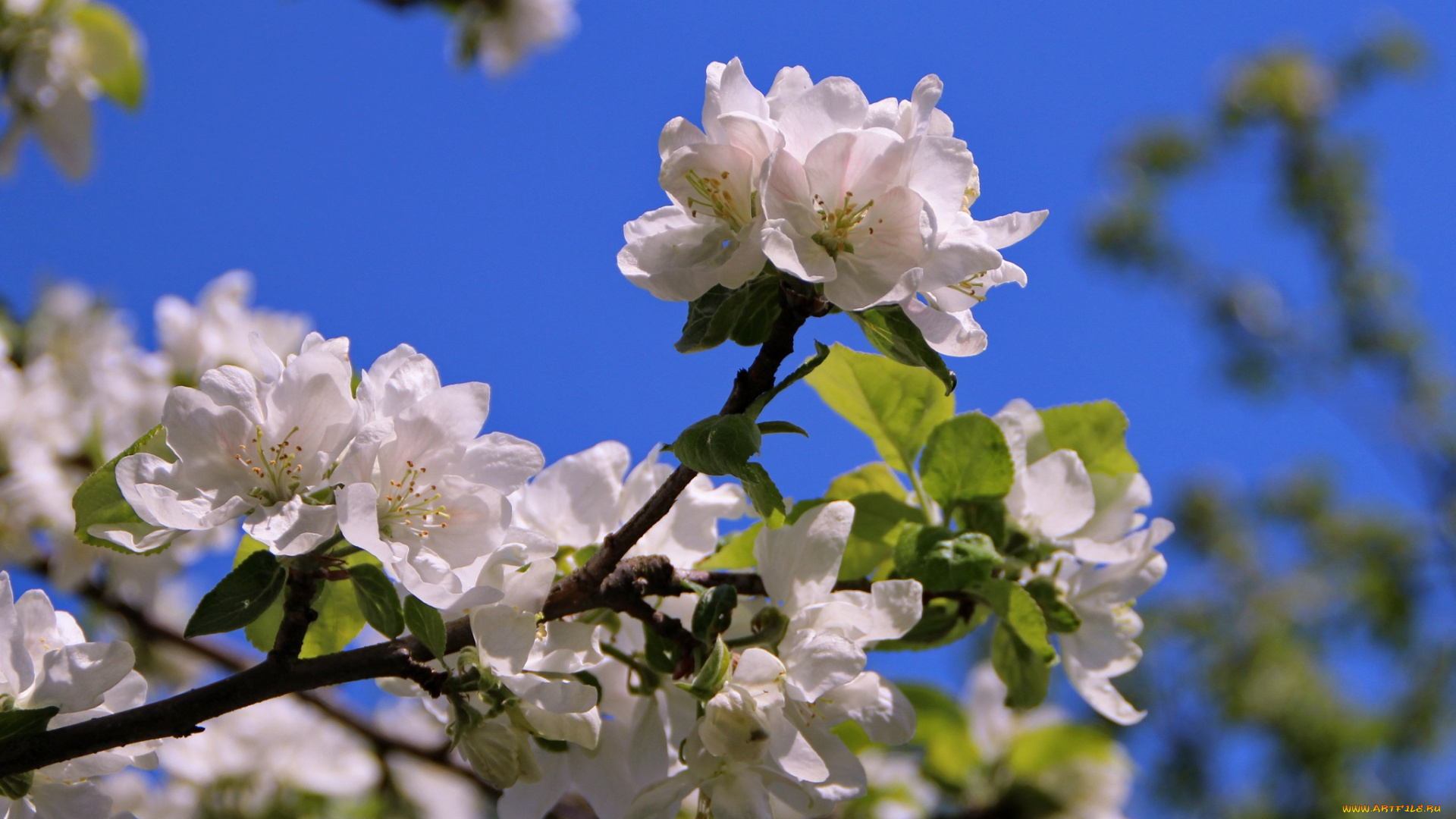 цветы, цветущие, деревья, , , кустарники, ветка, деревья, картинки, красота, май, макро, настроение, природа, радость, сад, флора, цветение, эстония, яблоня
