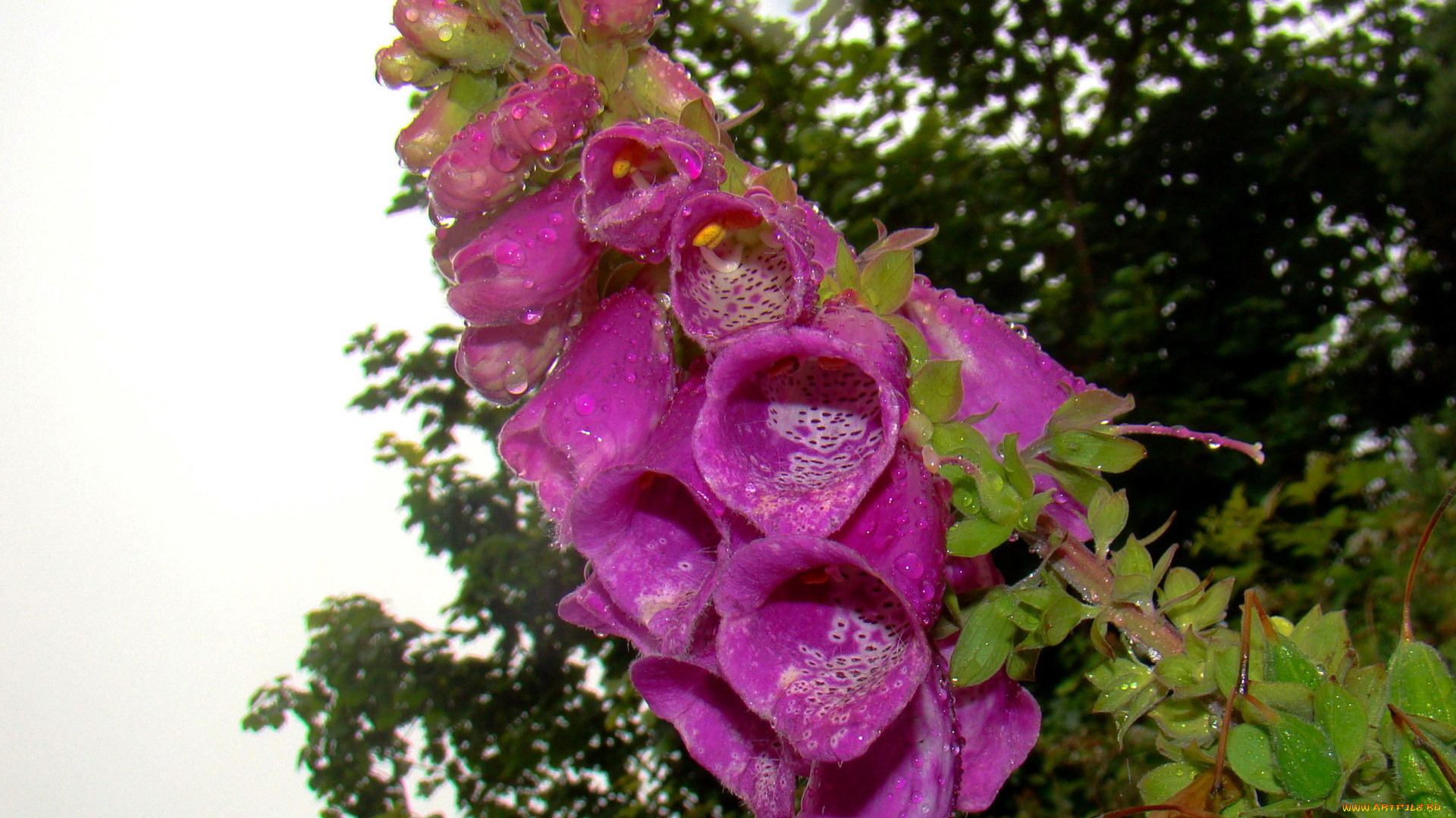 цветы, дигиталис, , наперстянка, капли