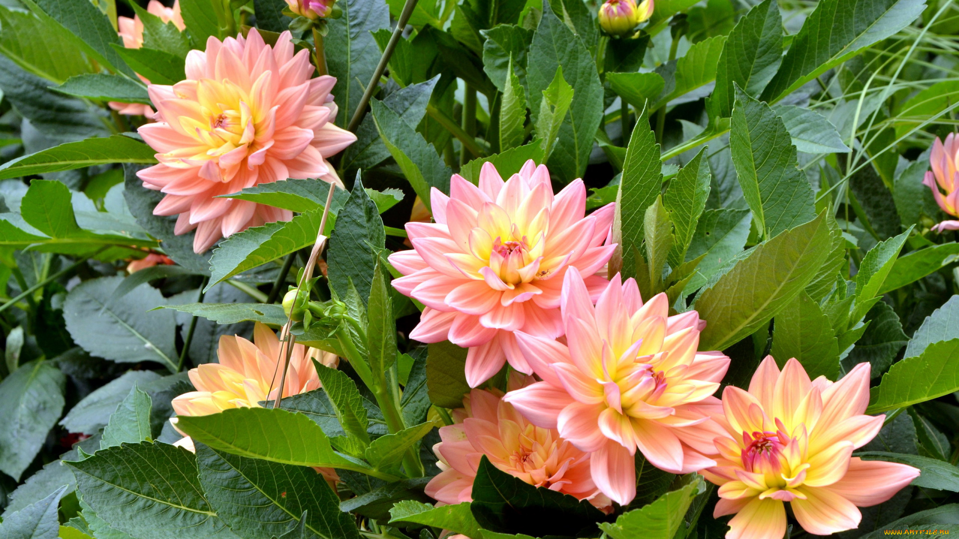 цветы, георгины, куст