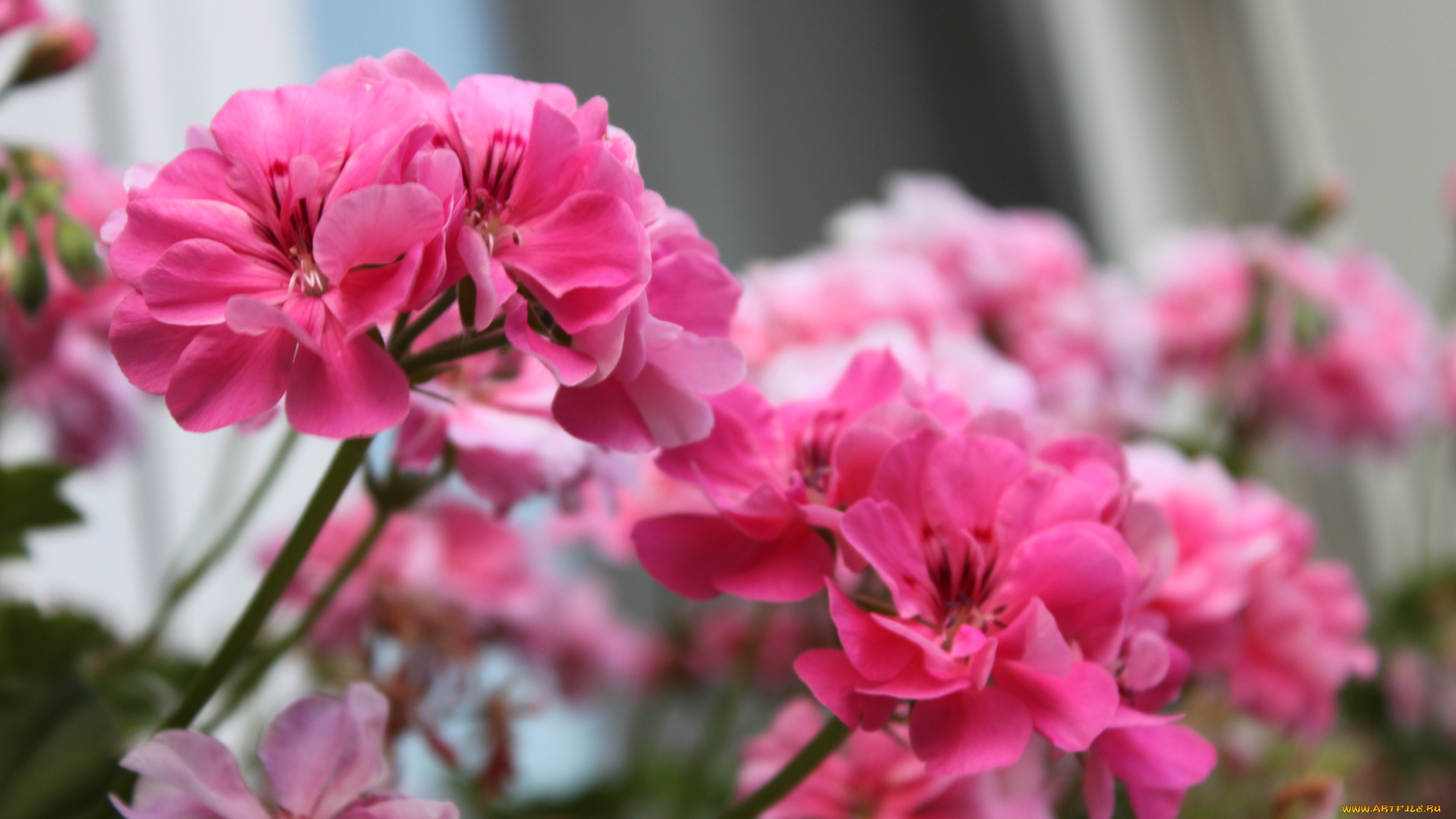 цветы, герань, розовая, цветение