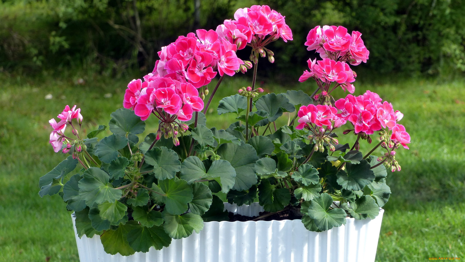 цветы, герань, розовый