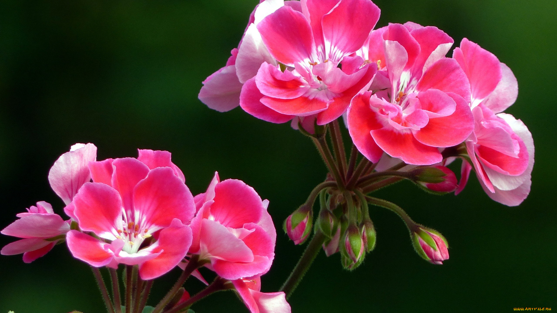 цветы, герань, розовый