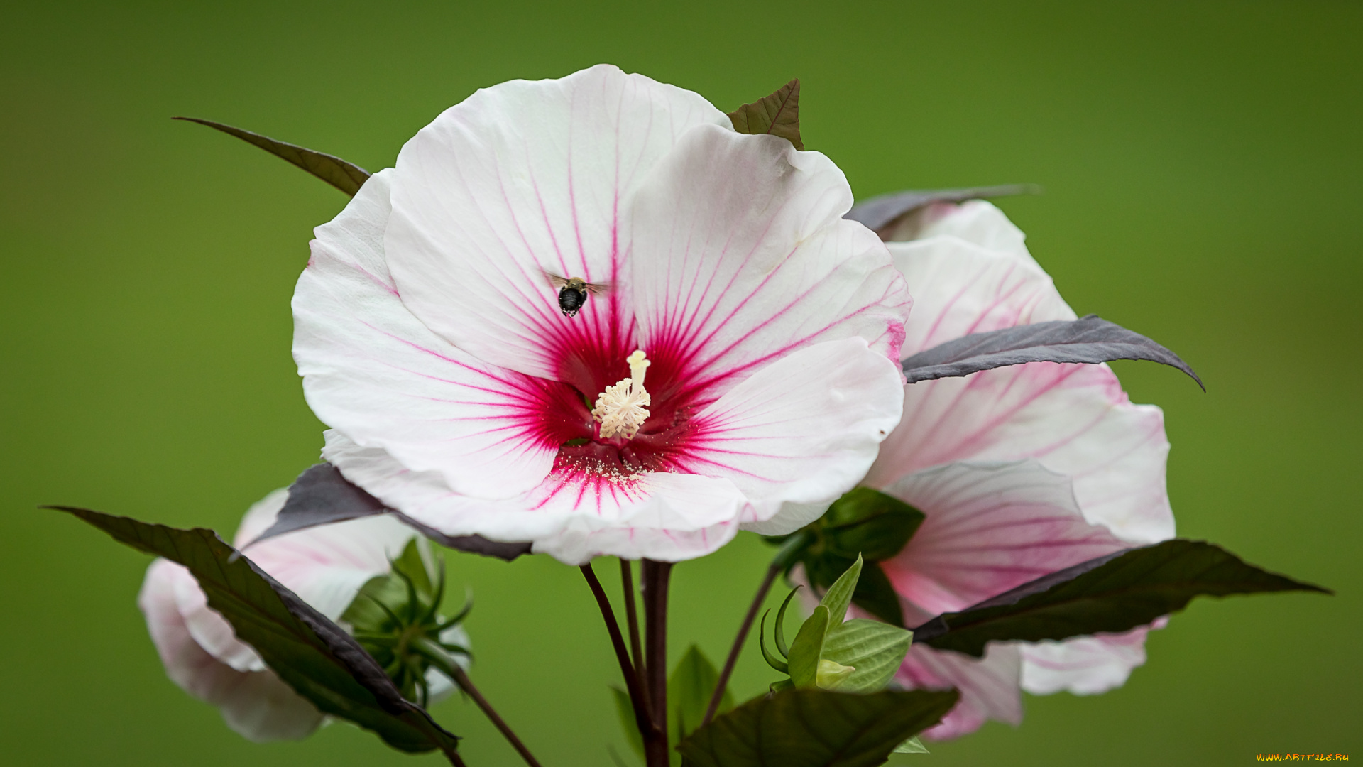 цветы, гибискусы, лето, кустарник, цветение, цветок, гибискус