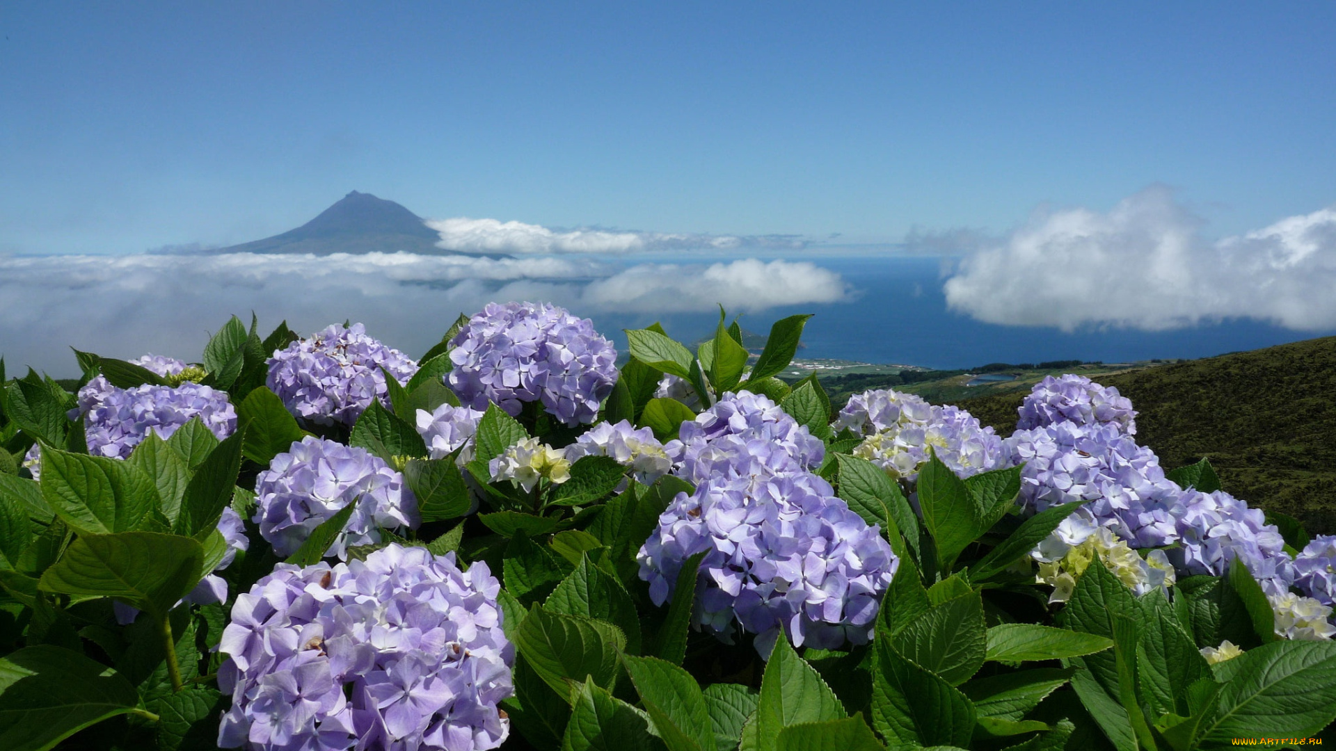 цветы, гортензия, пейзаж, океан, азорские, острова, природа, небо, облака