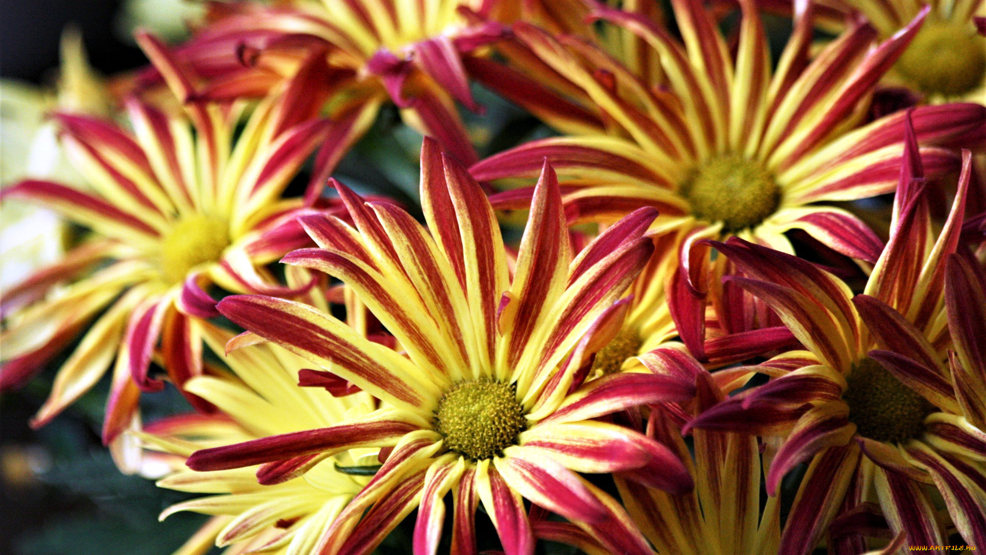 цветы, хризантемы, пестрые