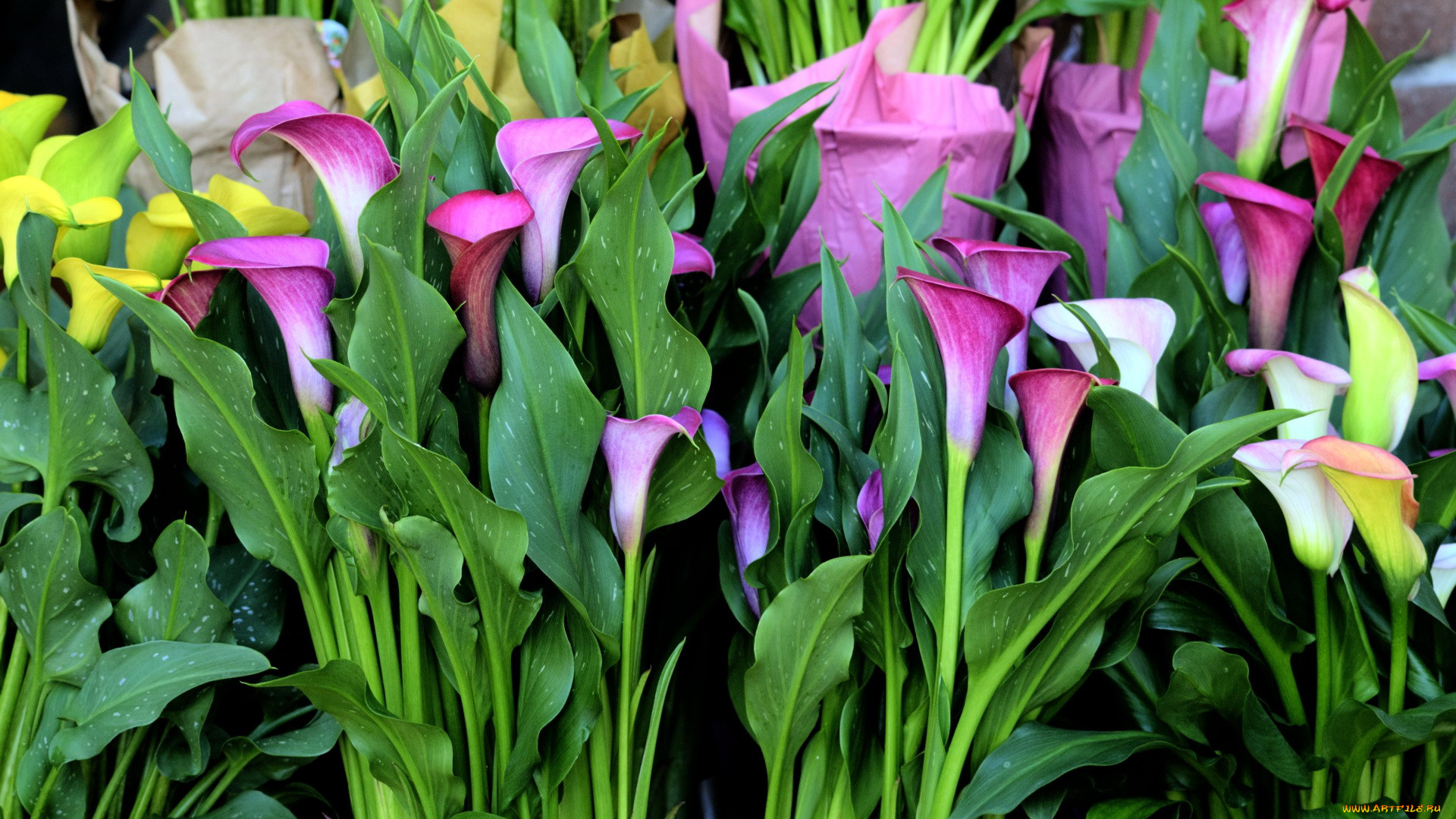 цветы, каллы, лиловый