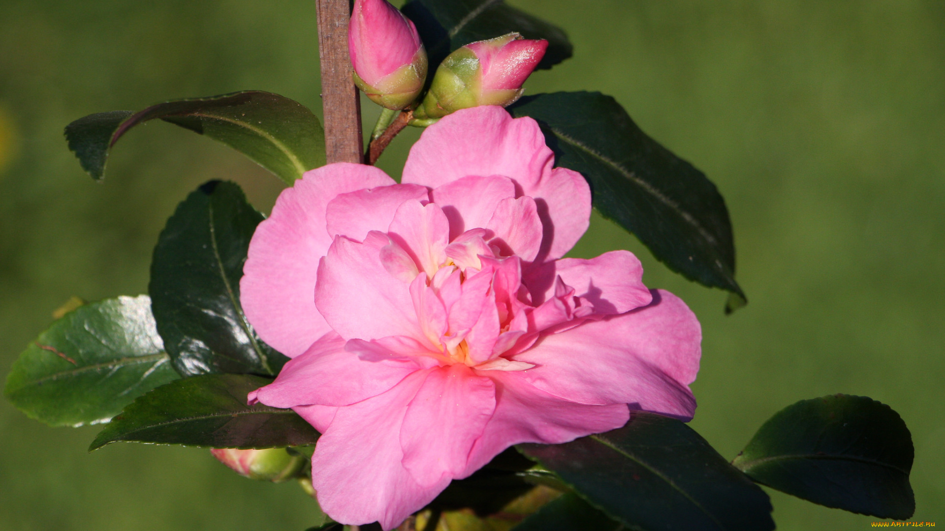 цветы, камелии, лето, кустарник, цветение, камелия