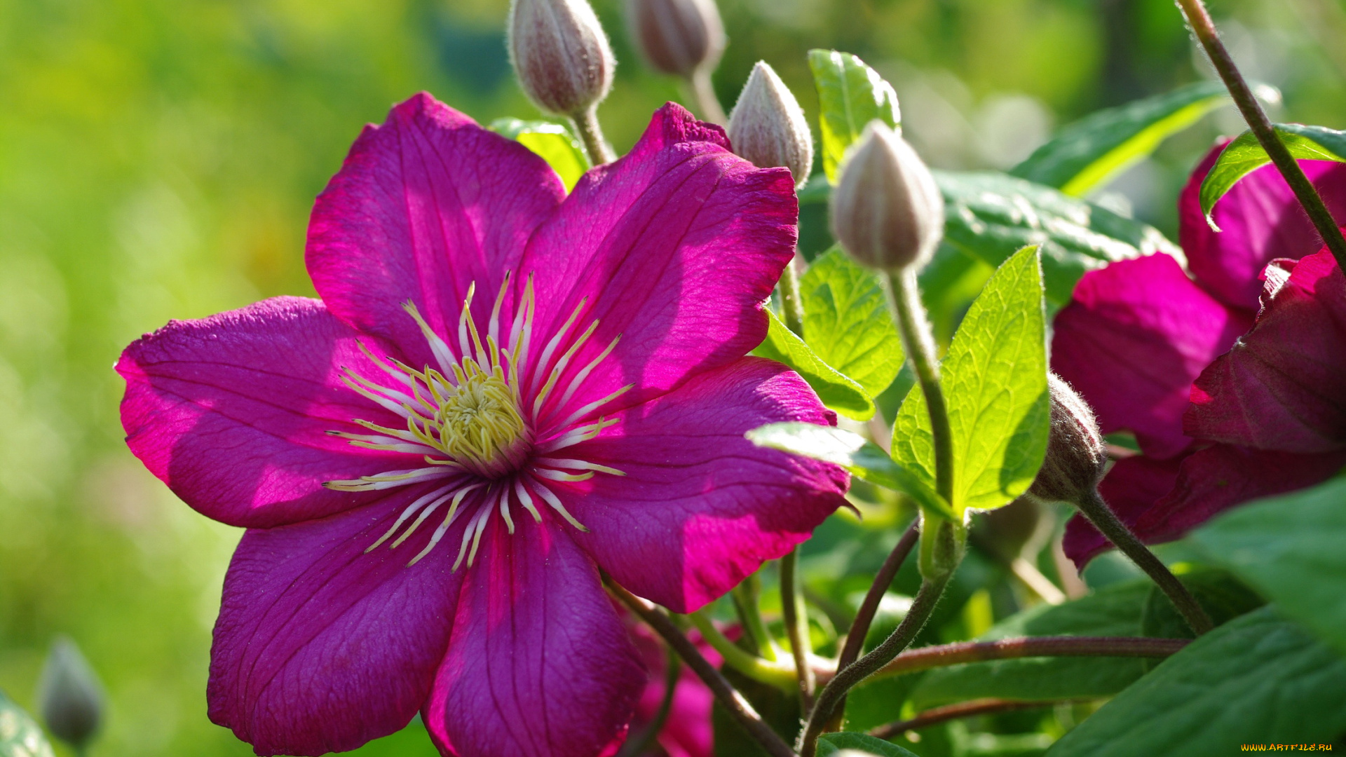 цветы, клематис, , ломонос, дача, флора, клематисы, многолетники, позитив, июль, природа, цветение, красота, растения, клематис, лето