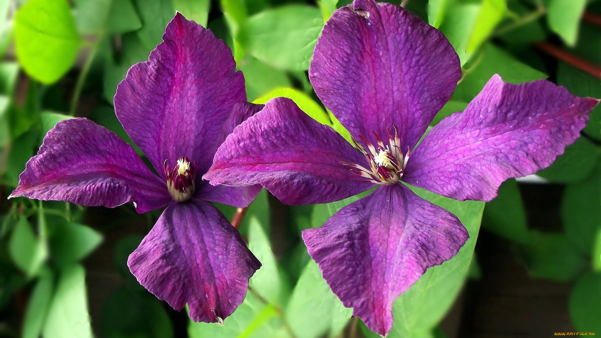 цветы, клематис, , ломонос, дуэт