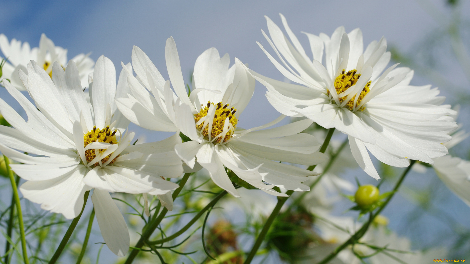 цветы, космея, растения, небо, сентябрь, природа, дача, флора, красота, белоснежность, однолетники, нежность