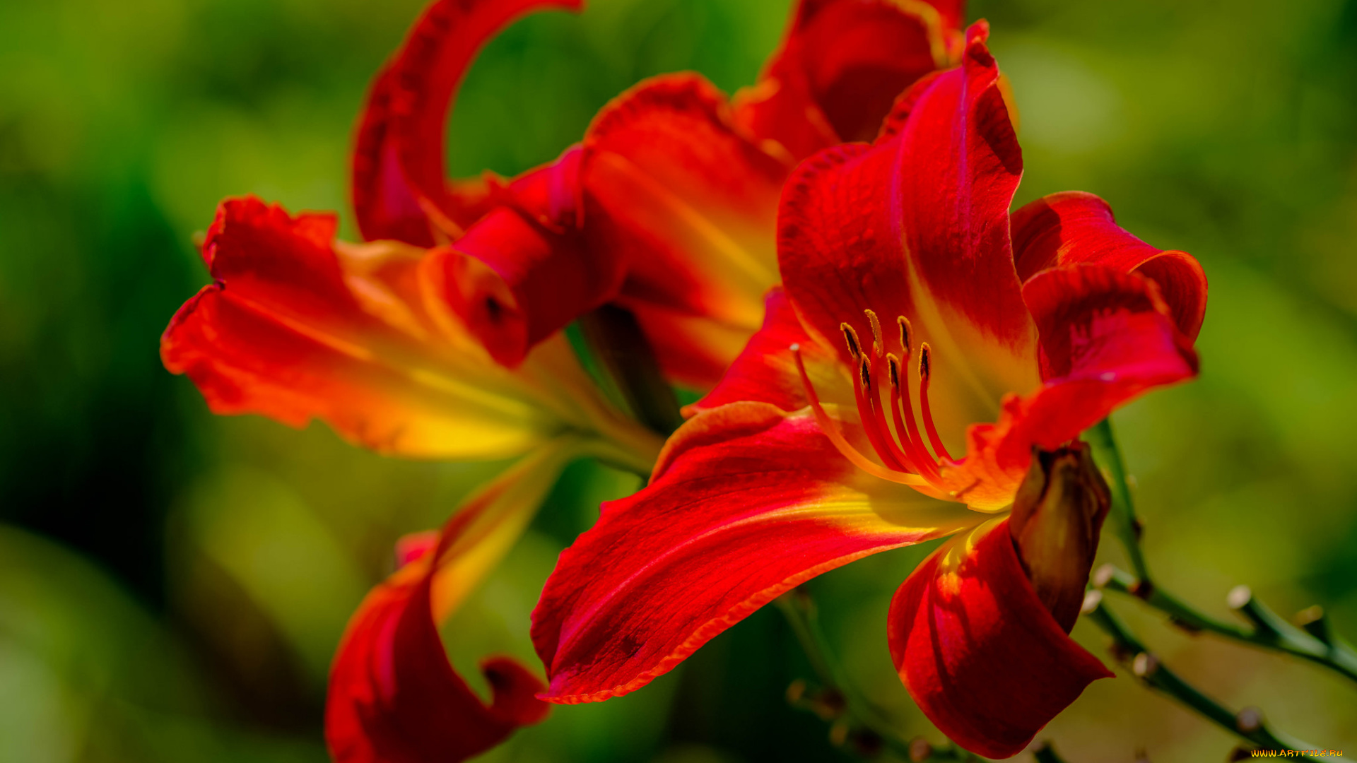 цветы, лилии, , лилейники, лепестки, цветение, тычинки, лилия