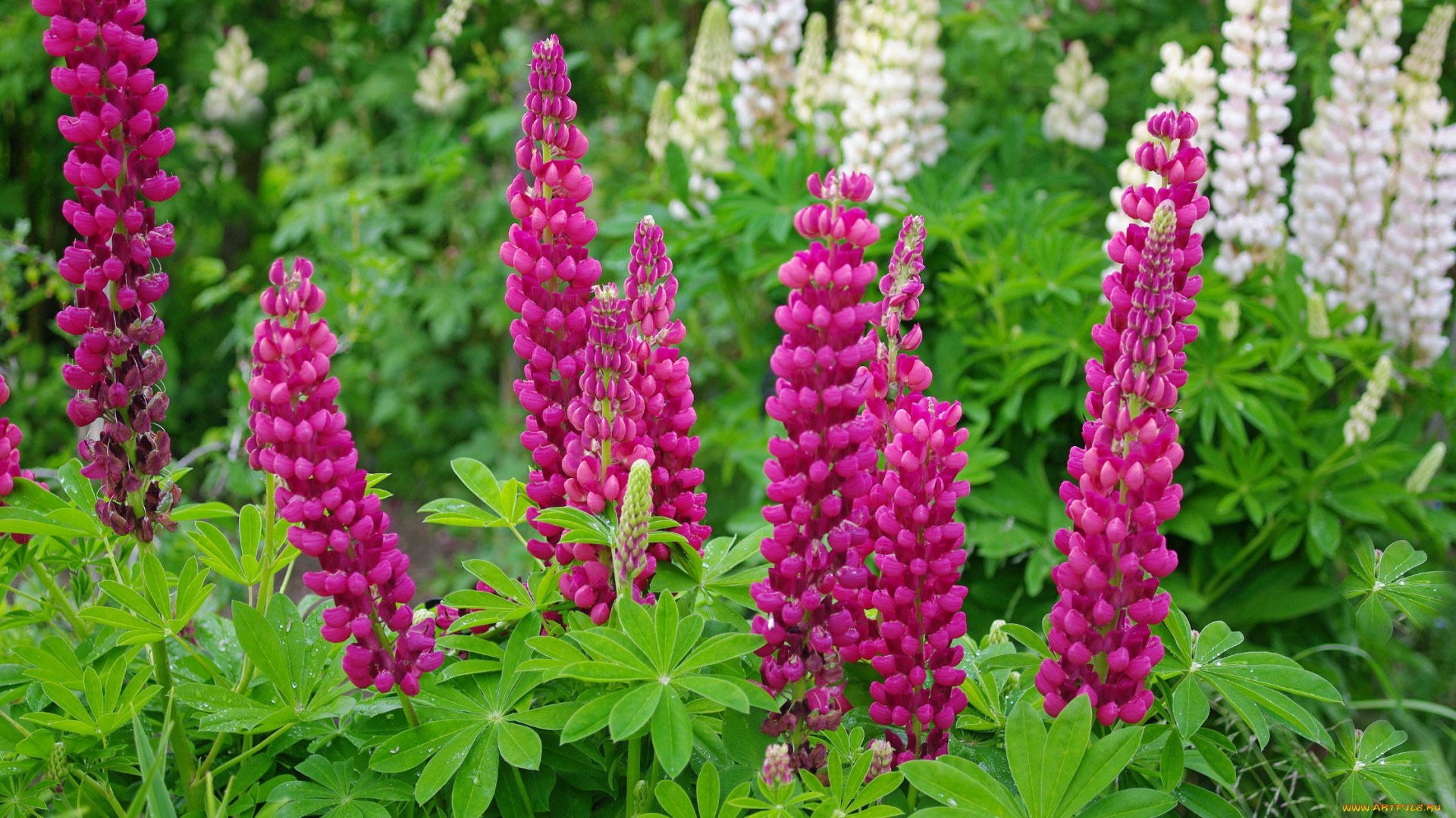 цветы, люпин, многолетники, лето, июнь, люпины, природа, растения, дача, флора