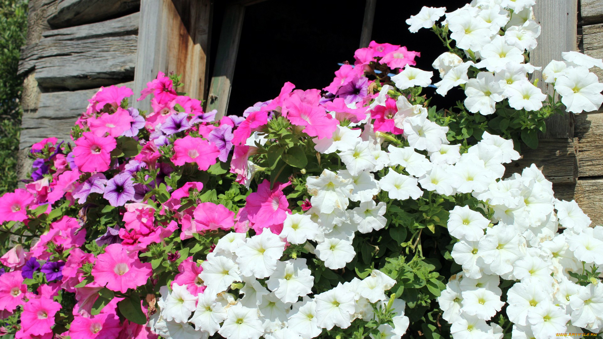 цветы, петунии, , калибрахоа, розовые, белые