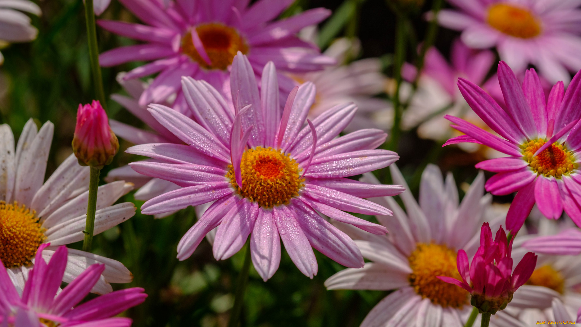 цветы, розовые, цветение, лето