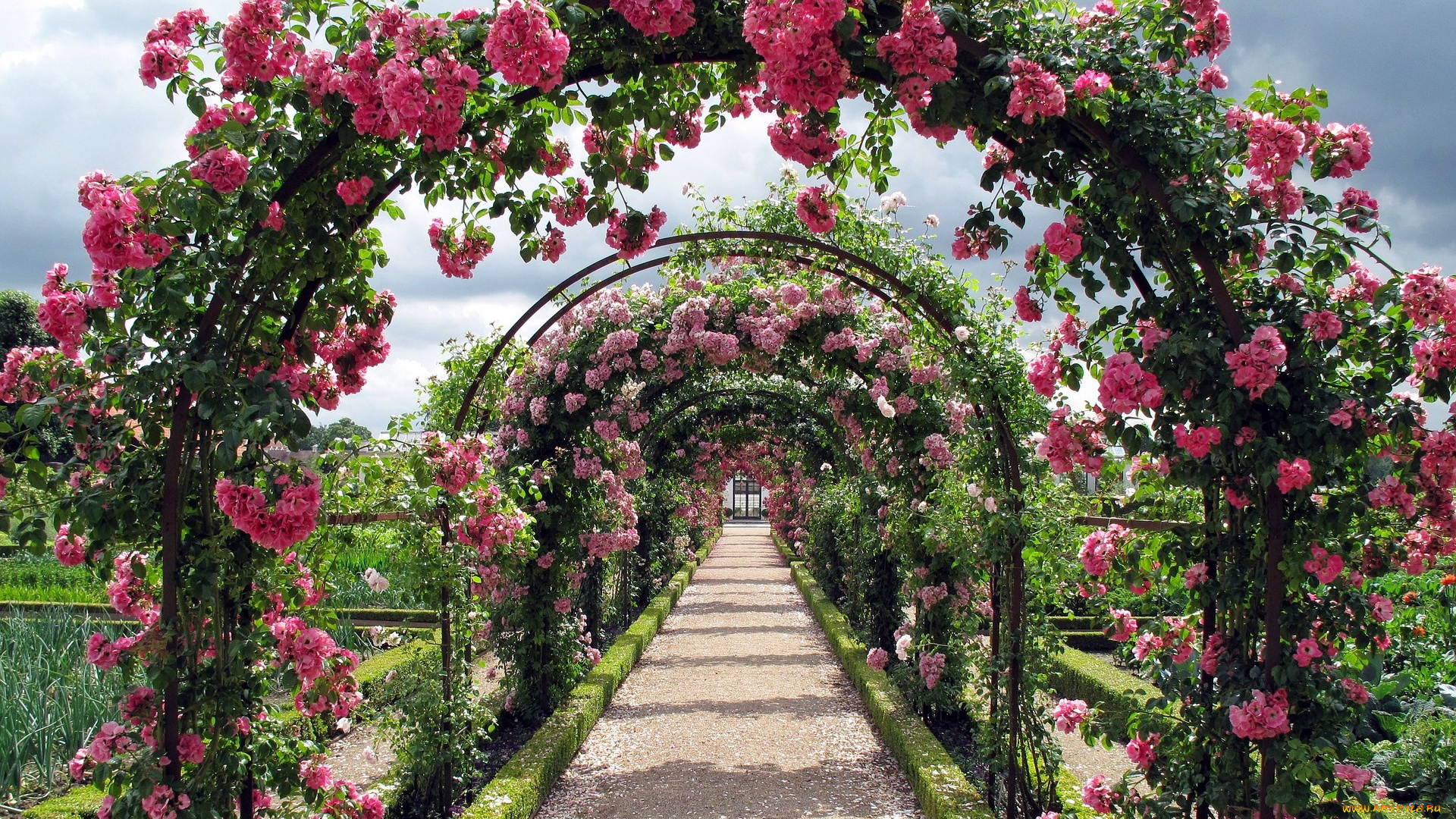 цветы, розы, арки, розарий