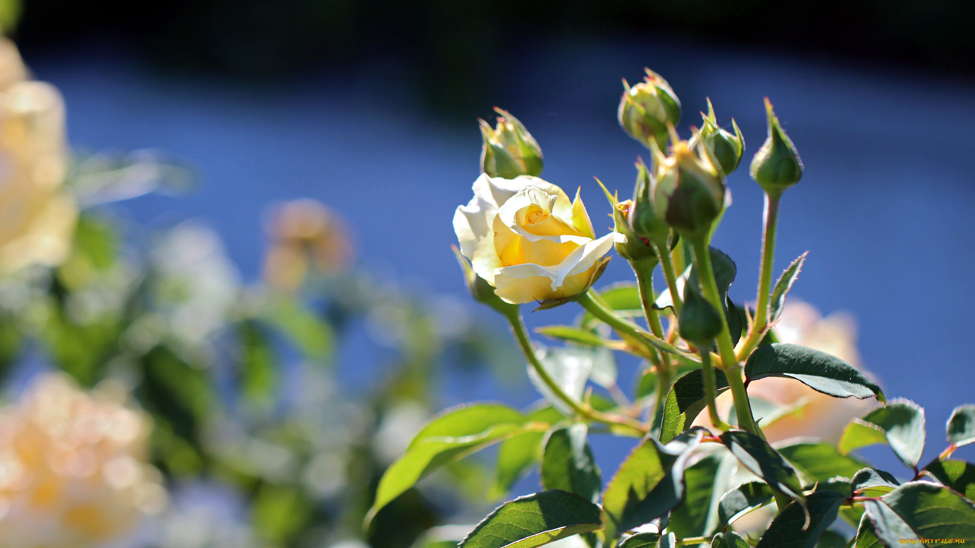 цветы, розы, бутоны