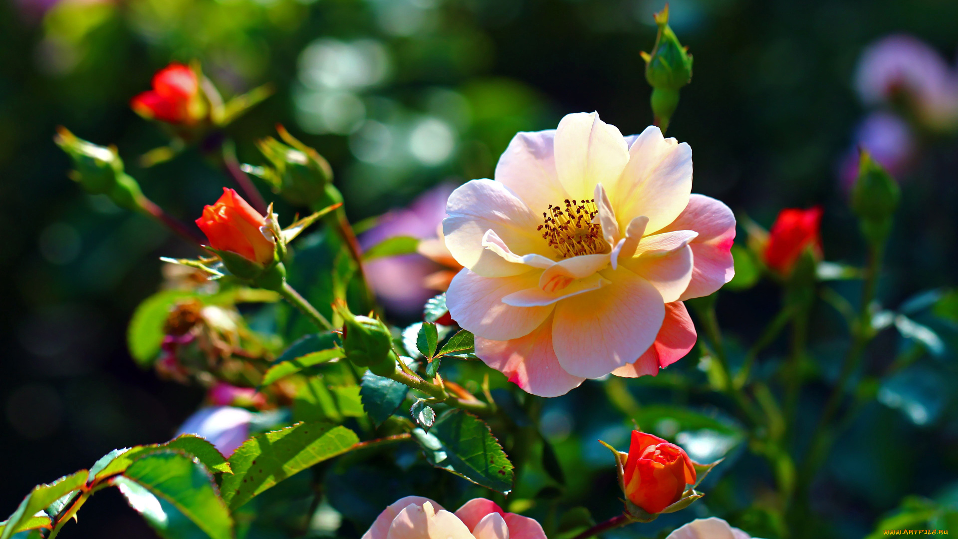 цветы, розы, бутоны