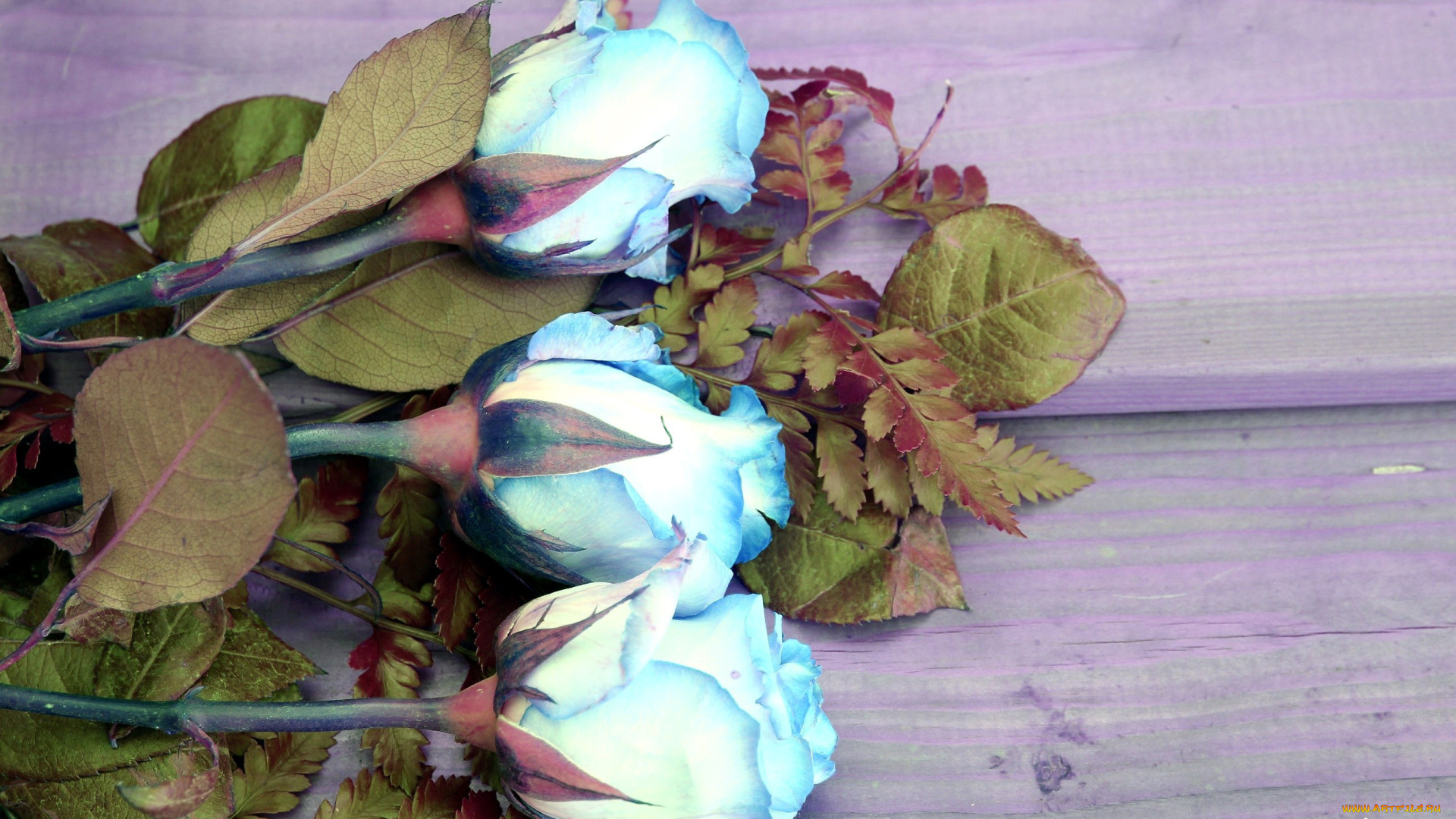 цветы, розы, бутоны