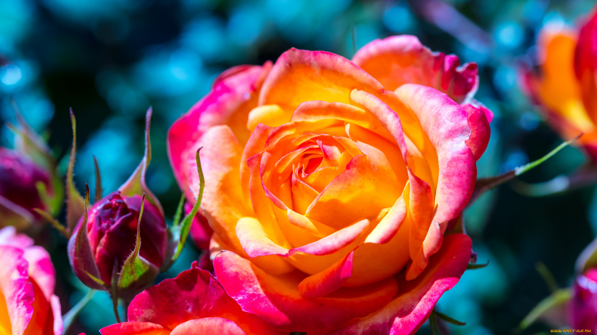 цветы, розы, цвет, лепестки, цветение, роза