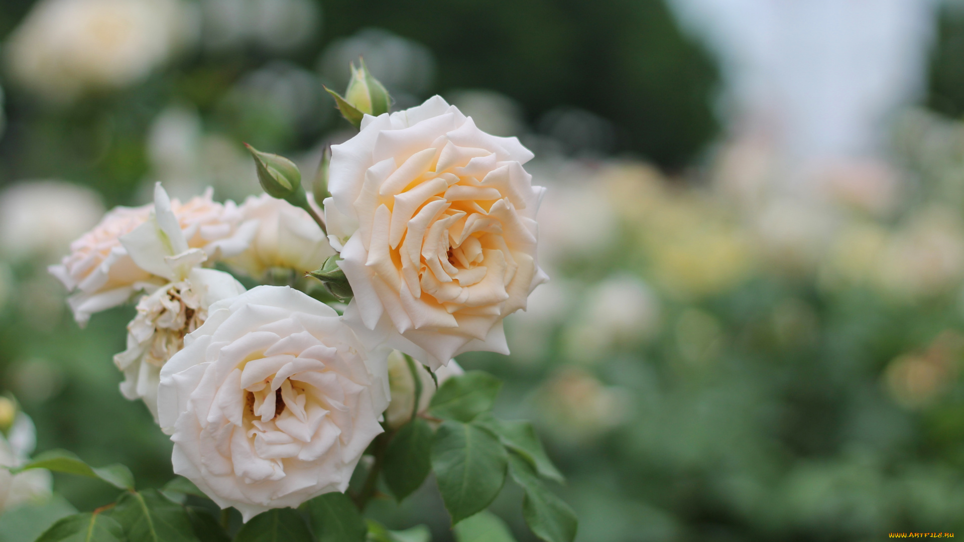 цветы, розы, цветение, лепестки, роза, цвет