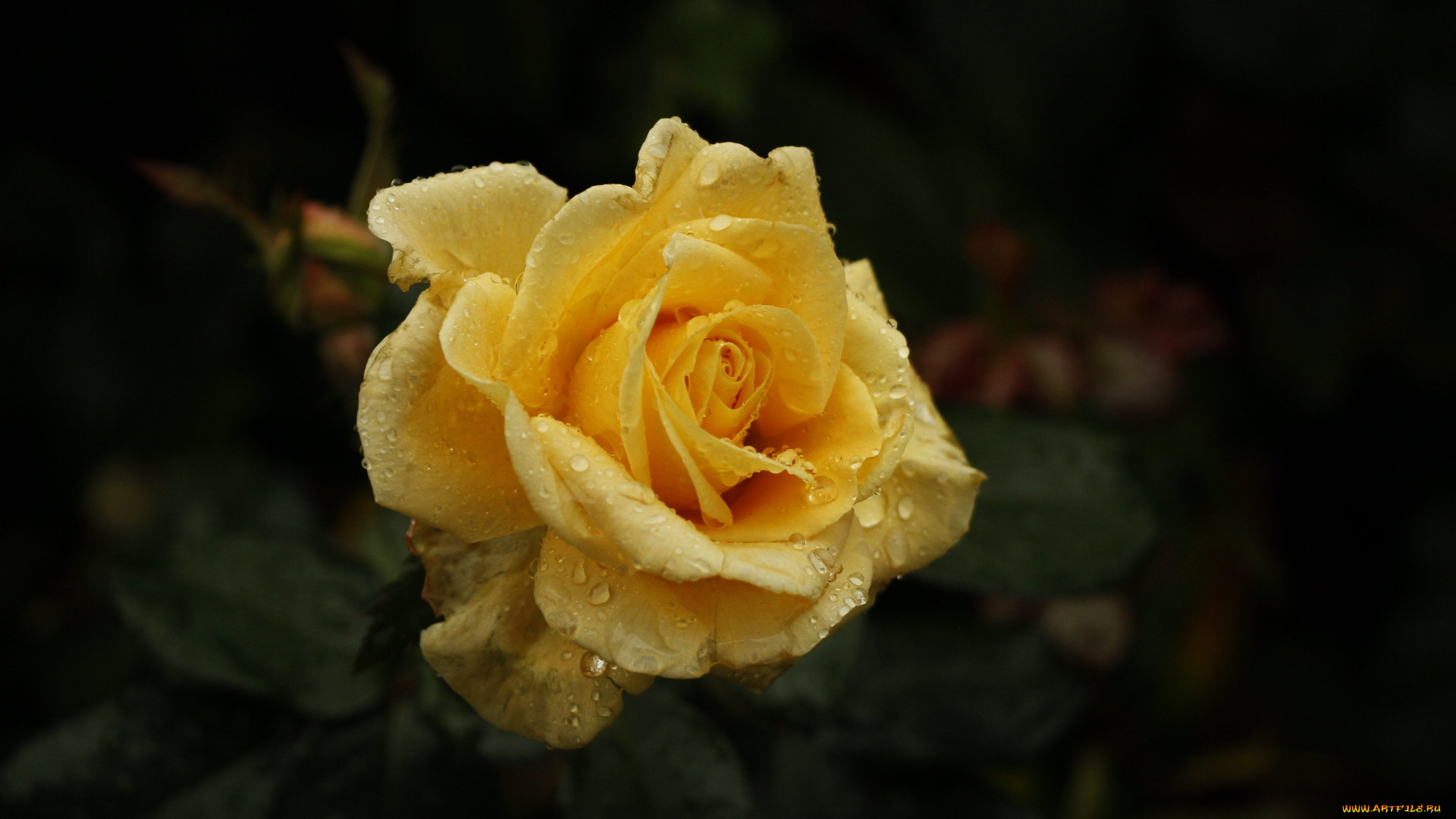 цветы, розы, капли, бутон