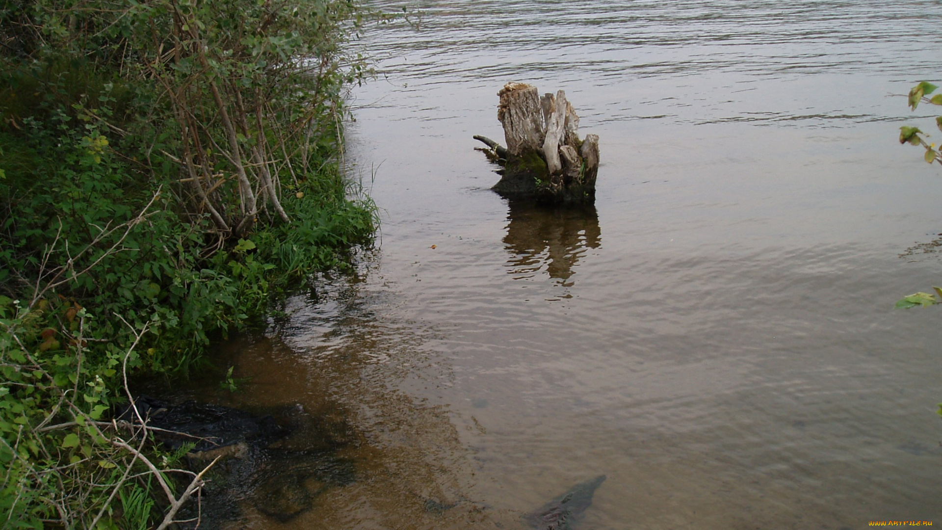 красивый, уголок, природа, реки, озера, водоем, летом