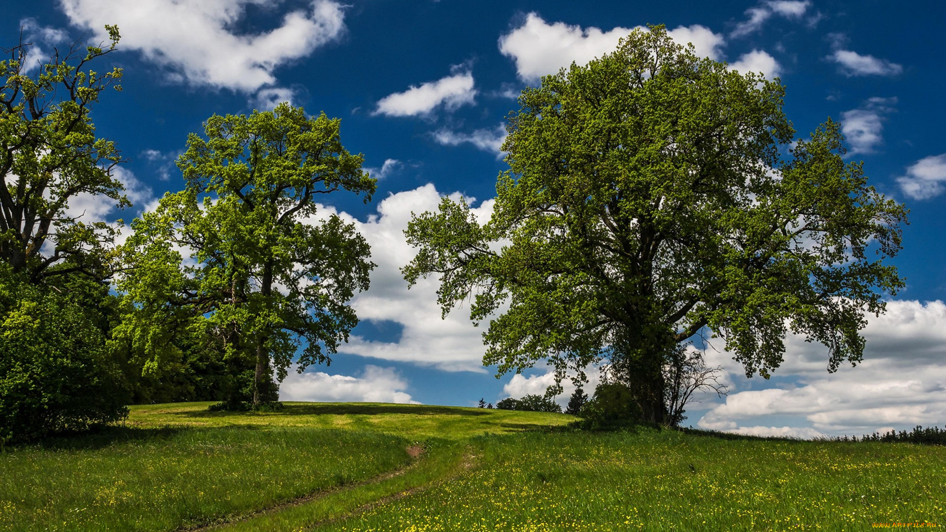 природа, деревья, простор