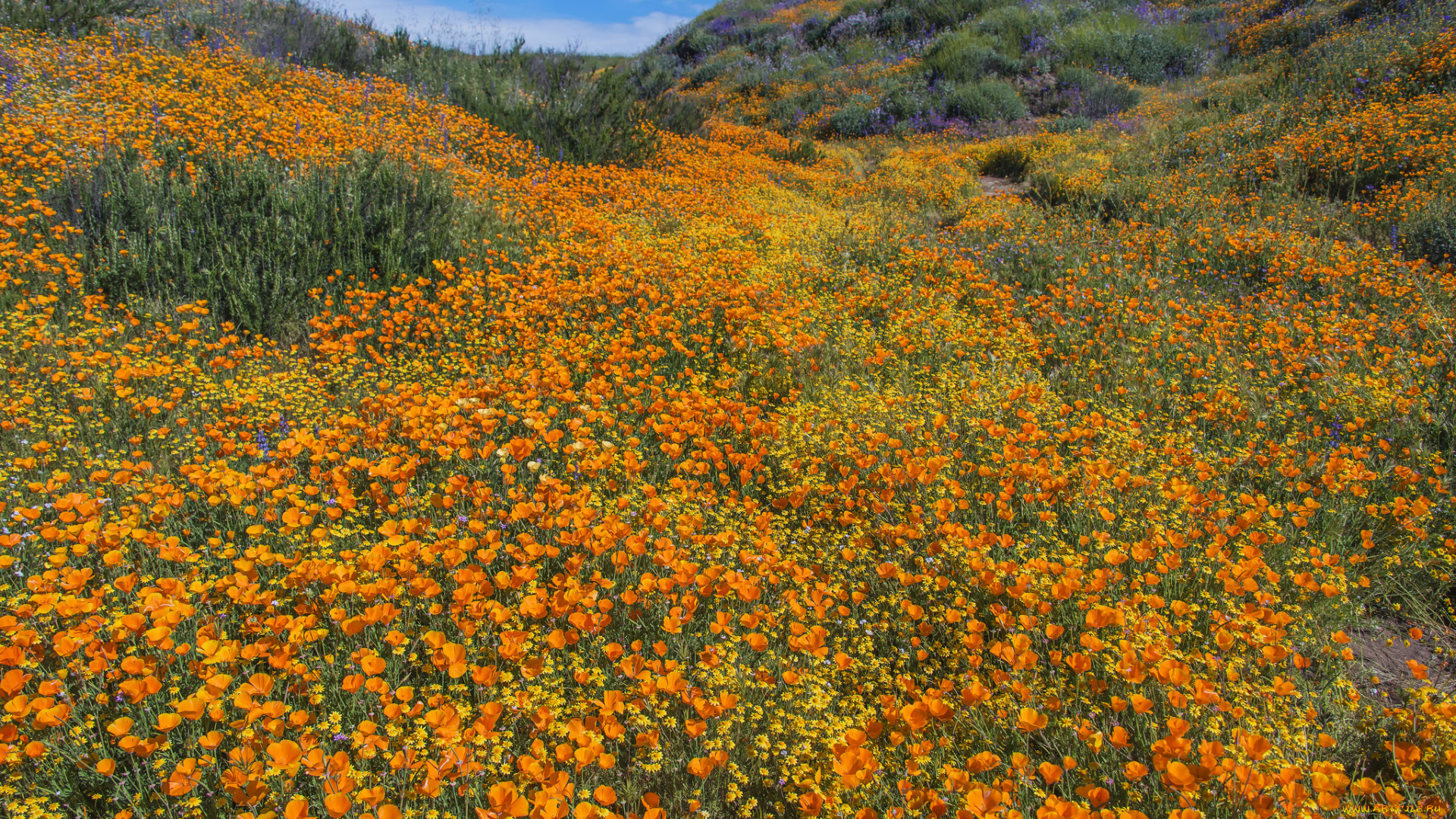 природа, луга, простор