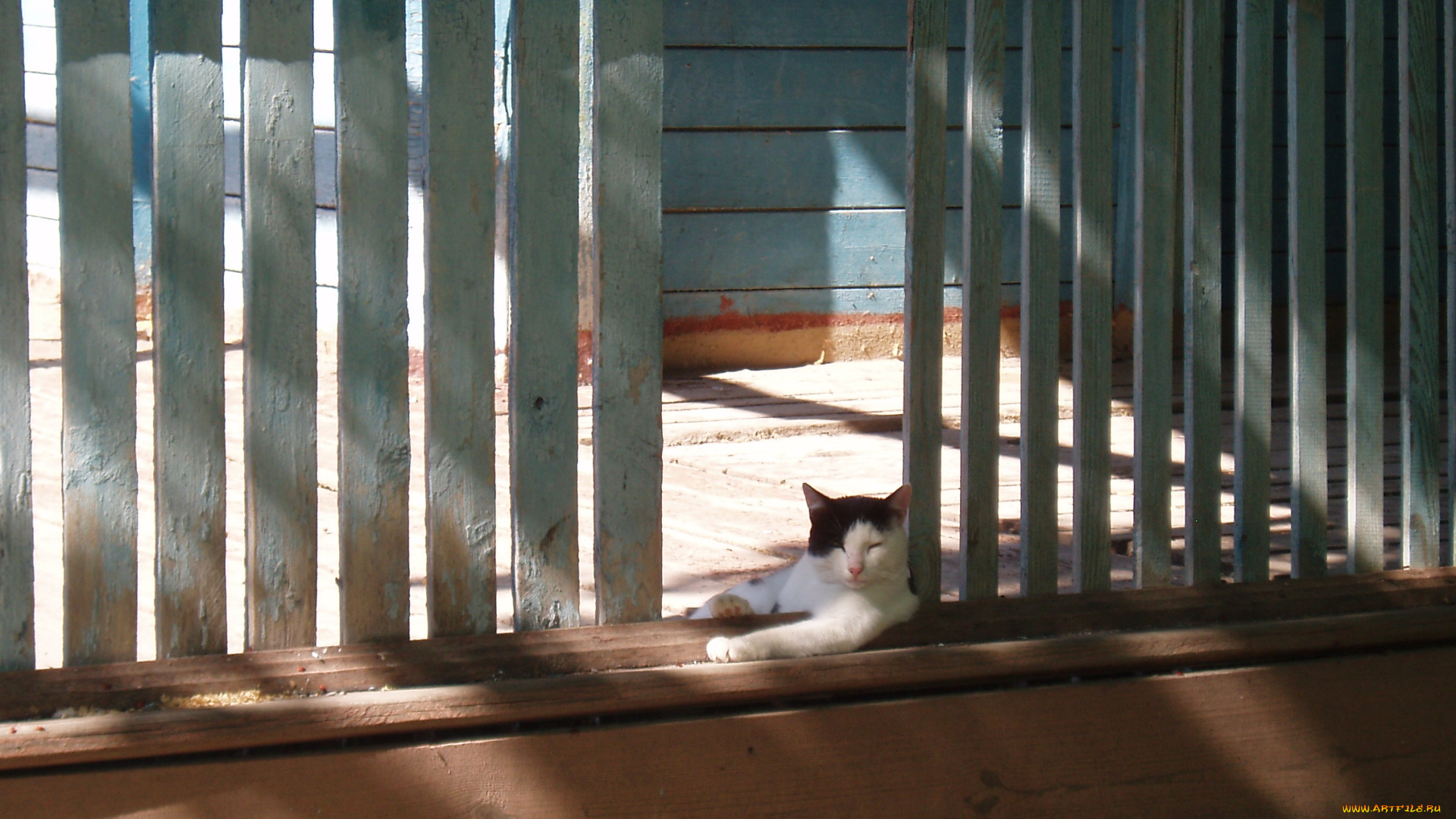 суперотдых, животные, коты, кот, домашние, животные