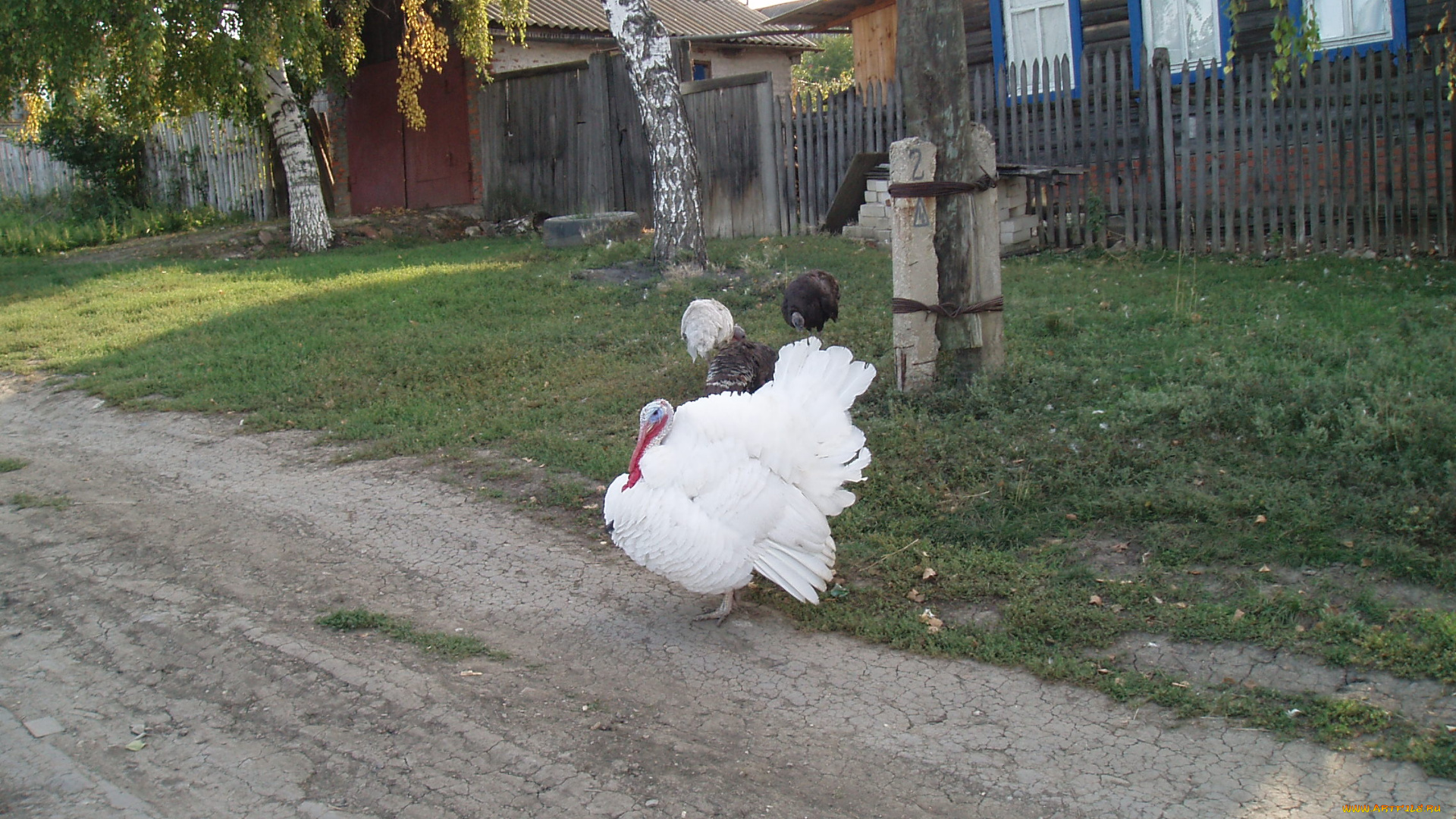суперптица, животные, индюки, индюк, домашние, животные, птица, птицы