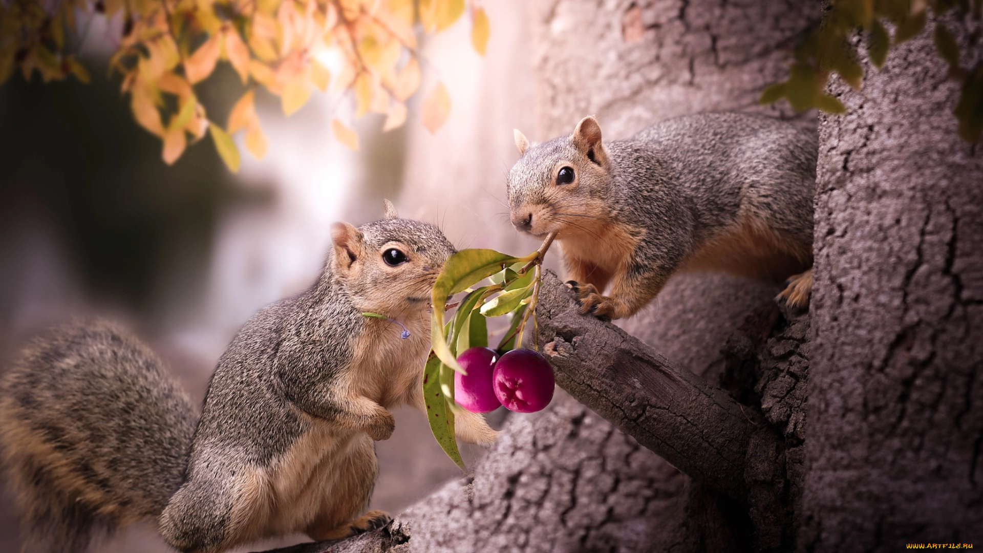 животные, белки, парочка, ягоды, природа, дерево, веточка, thai, phung, листва, грызуны