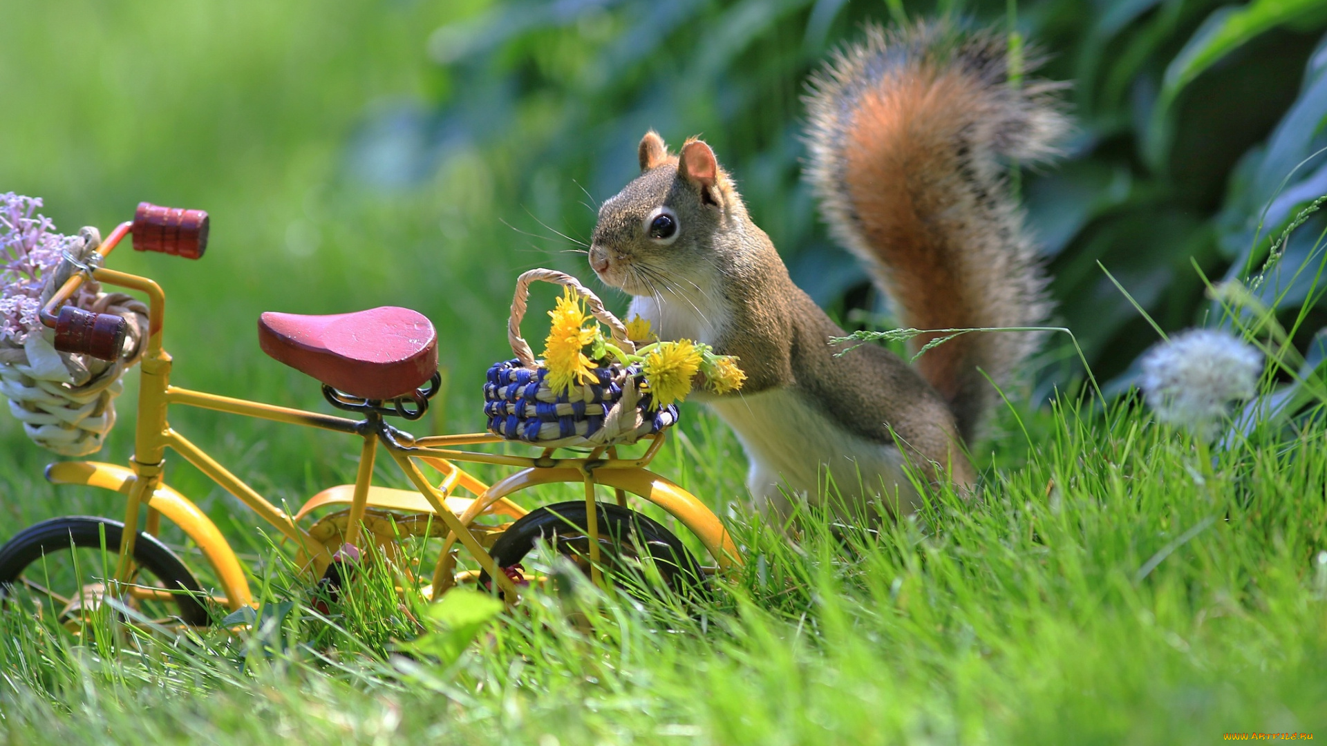 животные, белки, велосипед, животное, зверёк, цветы, природа, корзинка, грызун, белка, одуванчики, лето, трава