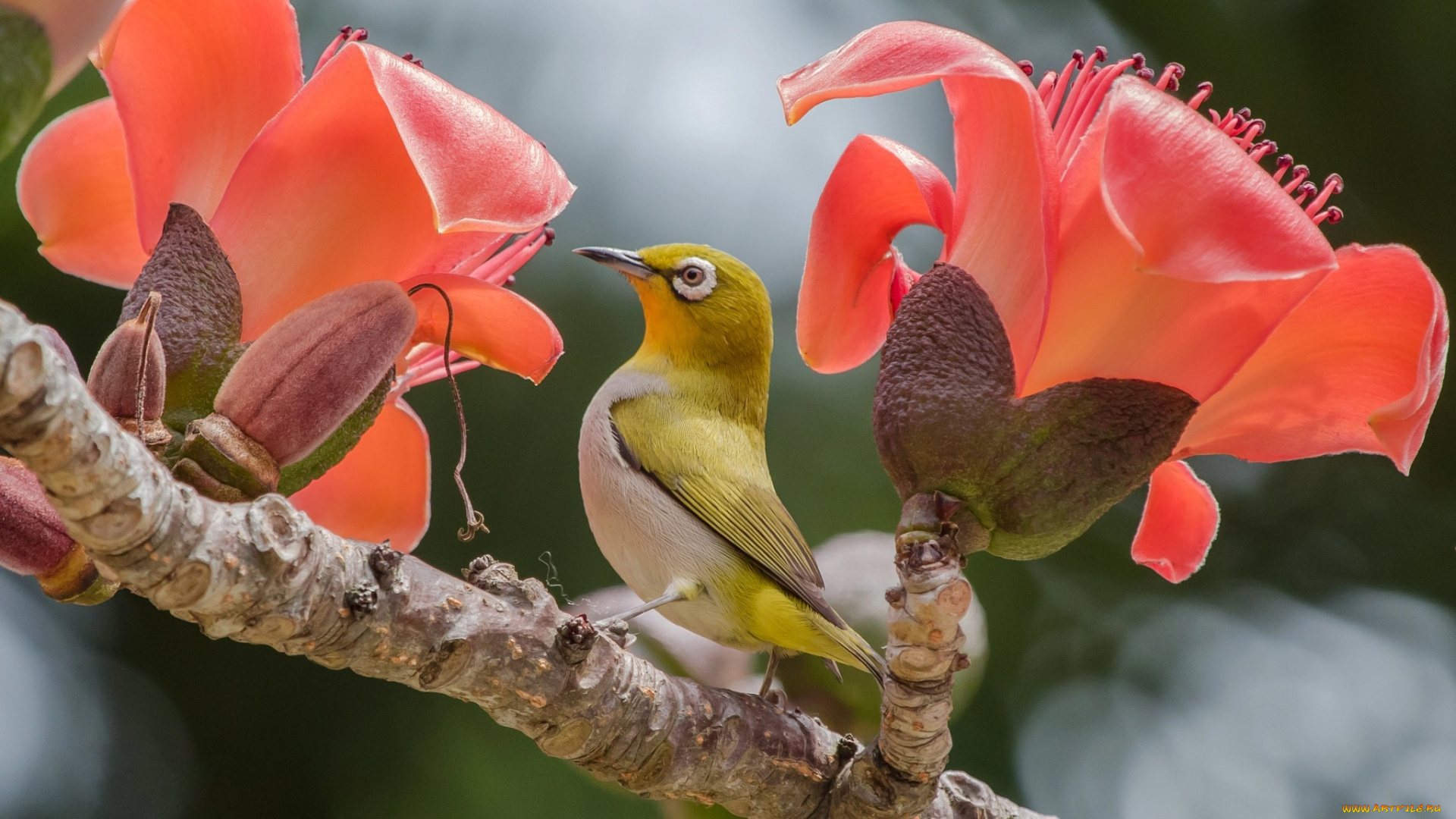 животные, белоглазки, цветы, ветка, белоглазка, птичка