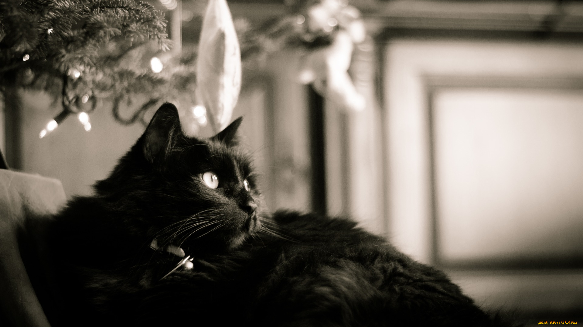 животные, коты, черный, цвет