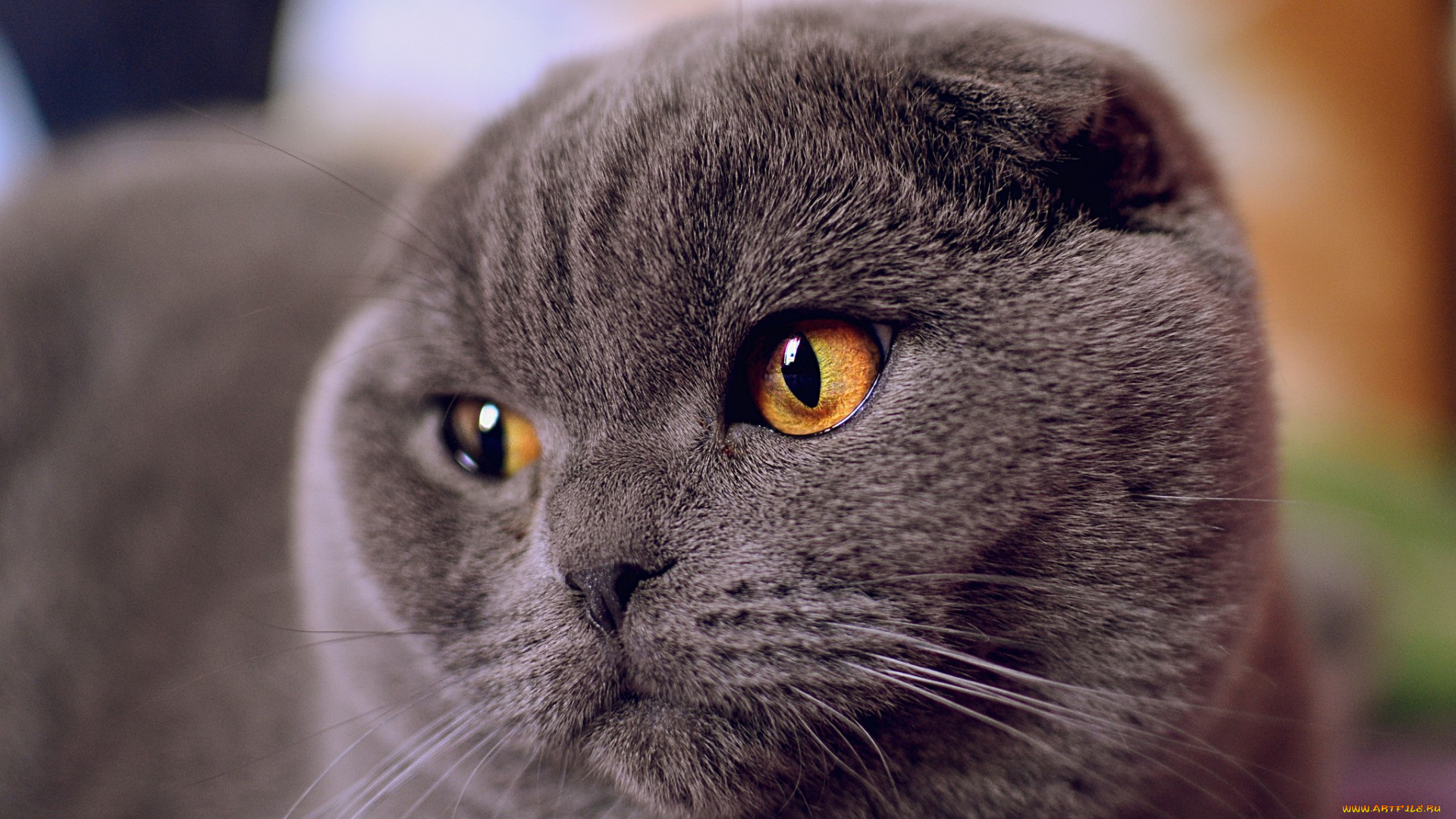 животные, коты, морда, серый, цвет