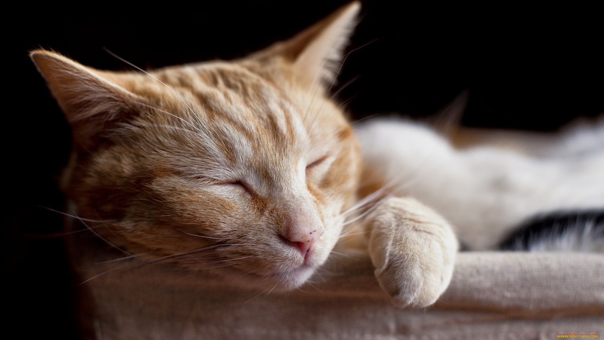 животные, коты, отдых