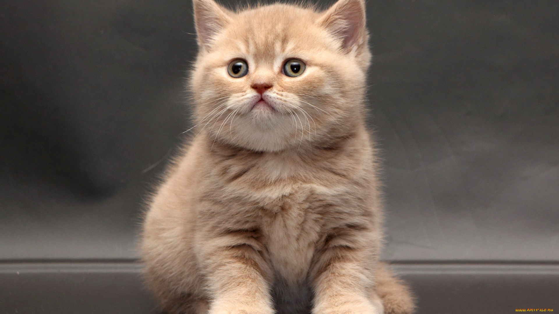 животные, коты, рыжий, цвет, взгляд