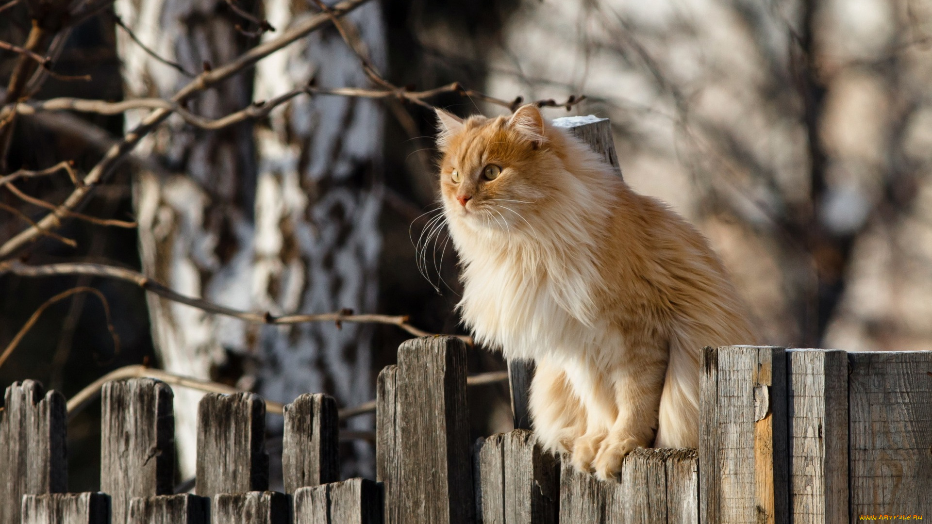 животные, коты, рыжий, цвет, забор, ветки