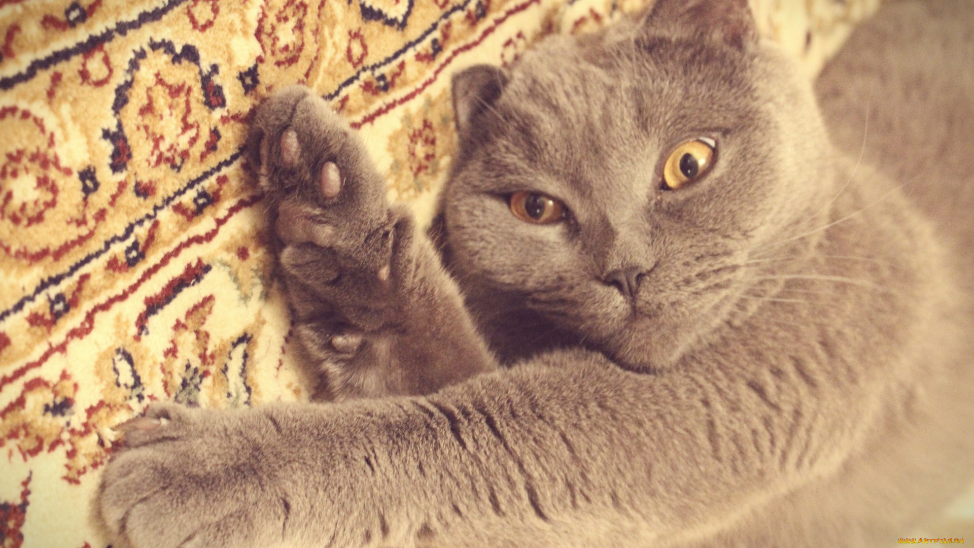 животные, коты, серый, британец, кот, киса, играть