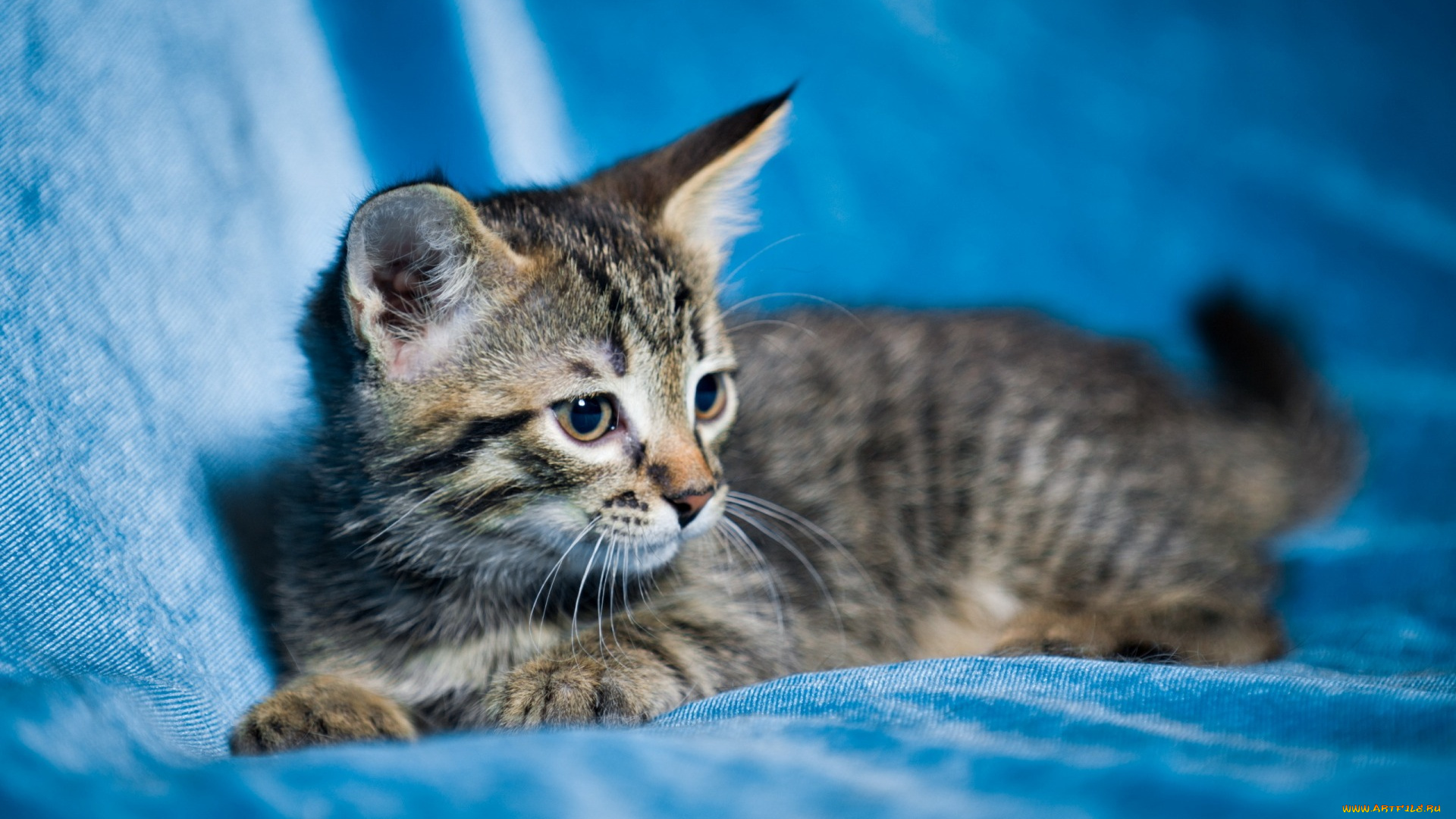 животные, коты, взгляд