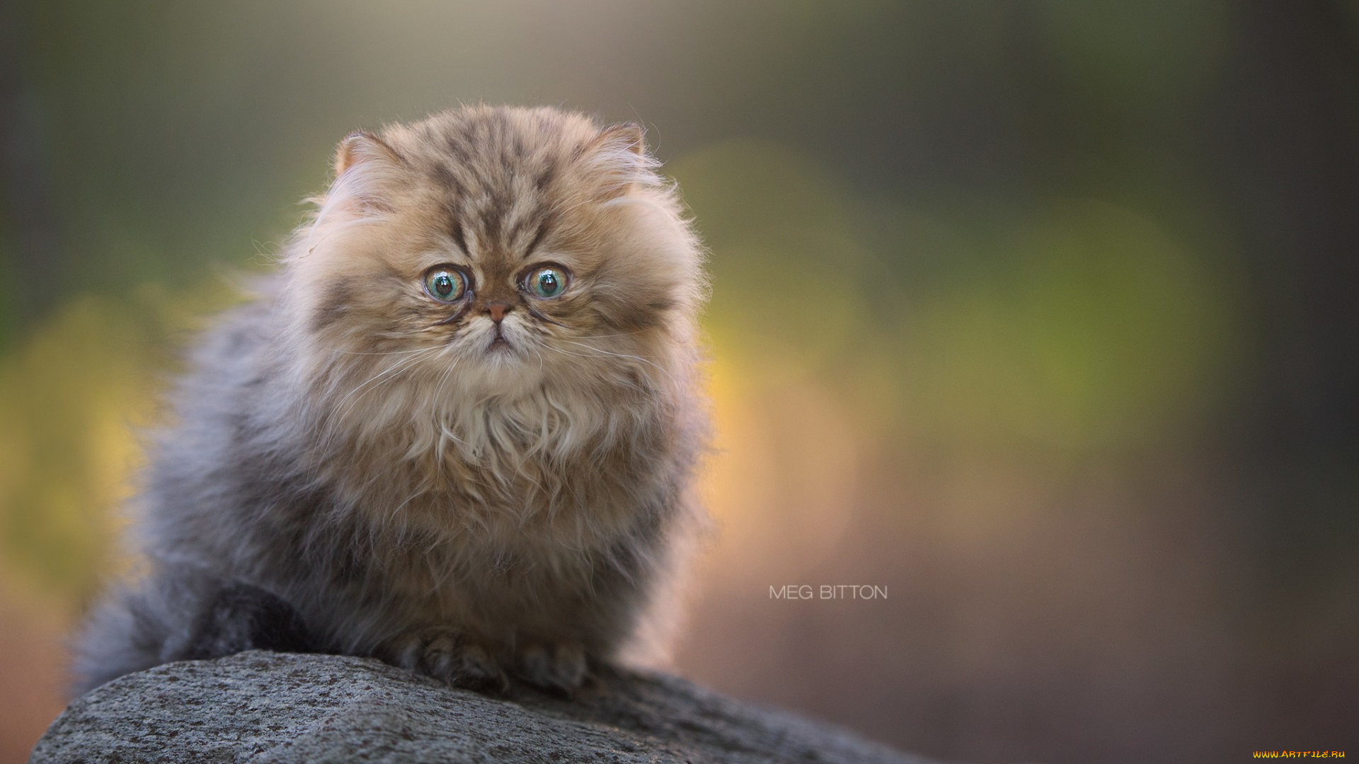 животные, коты, взгляд