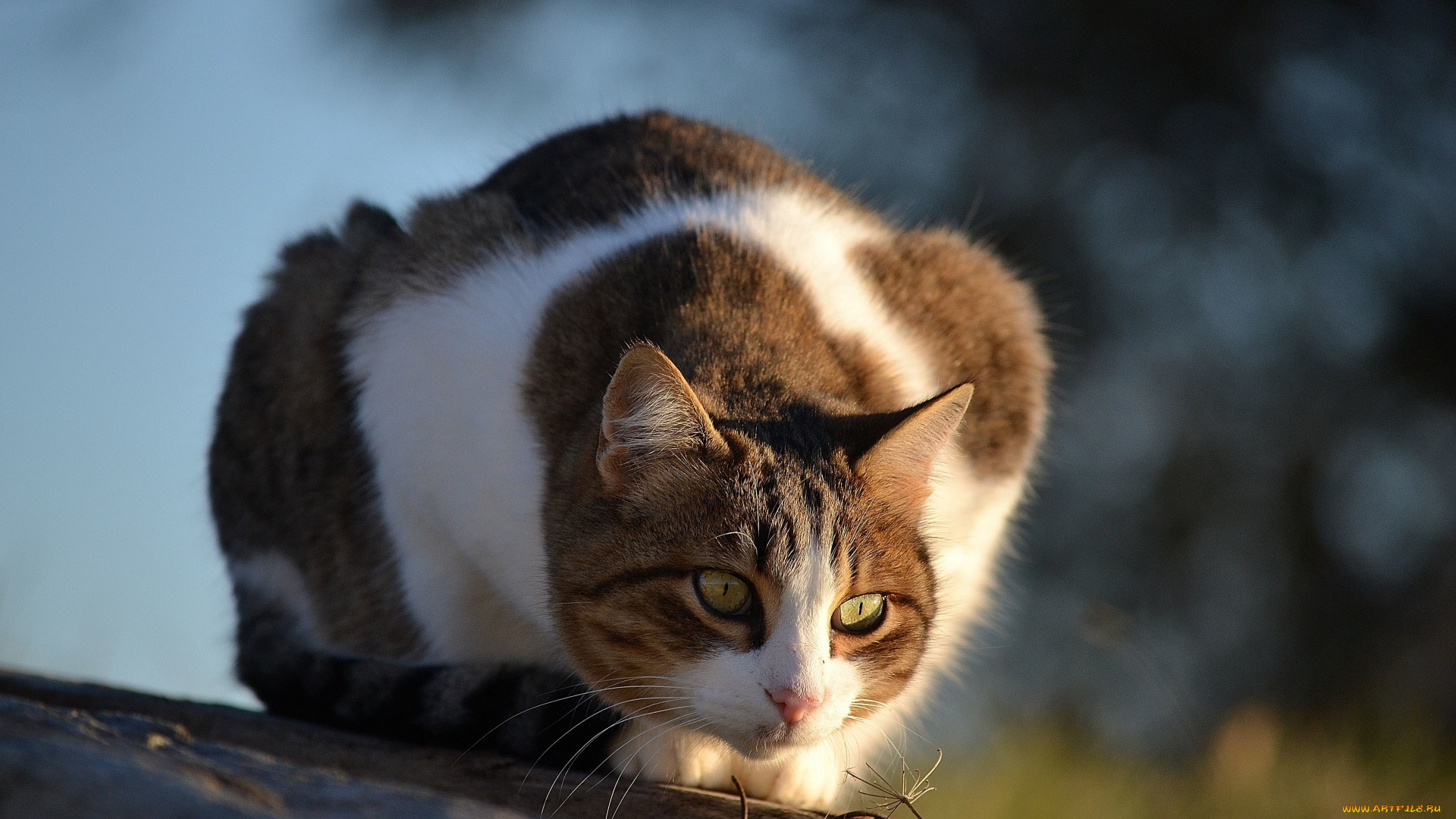 животные, коты, взгляд