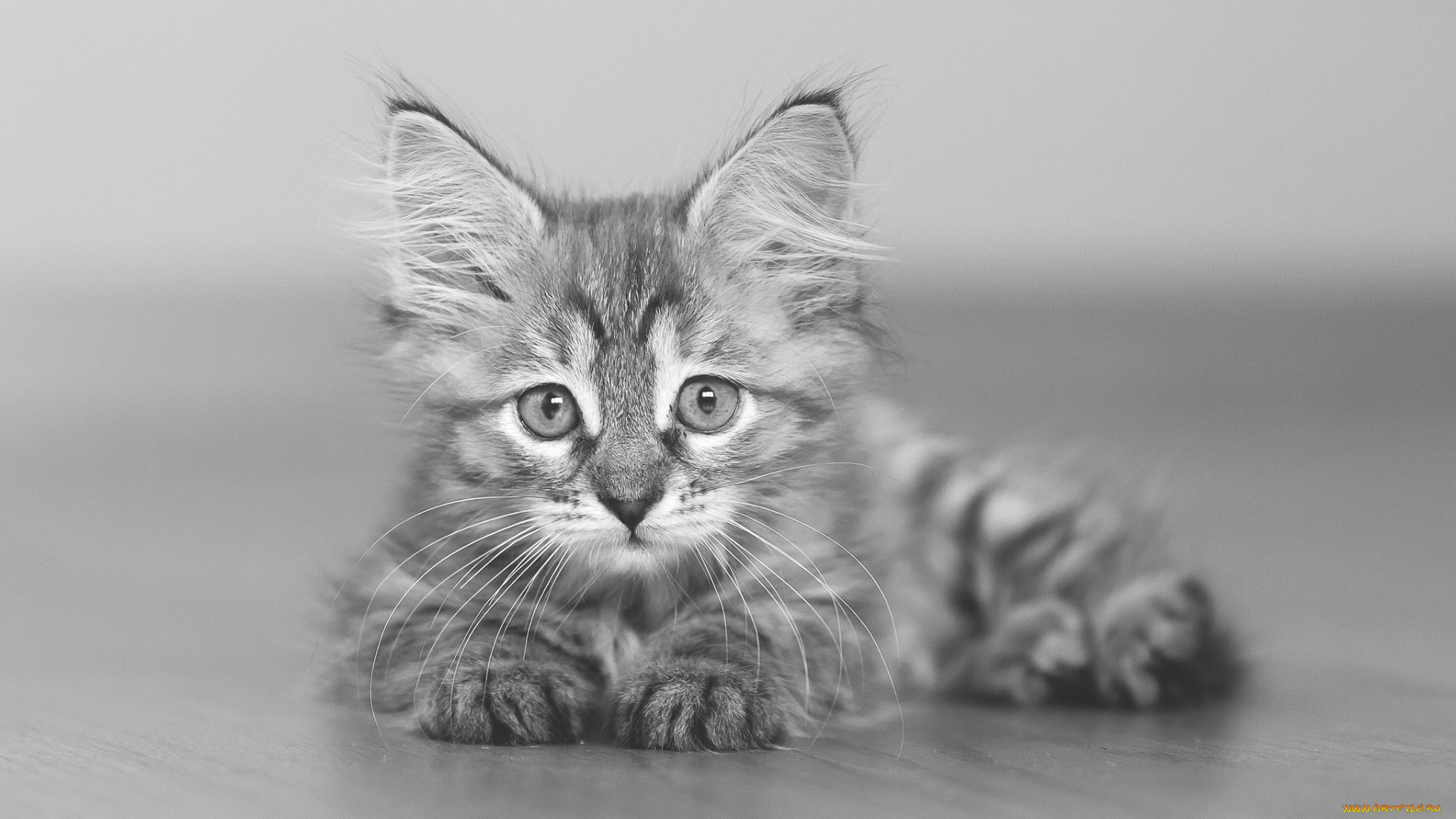 животные, коты, взгляд, черно-белое, фото