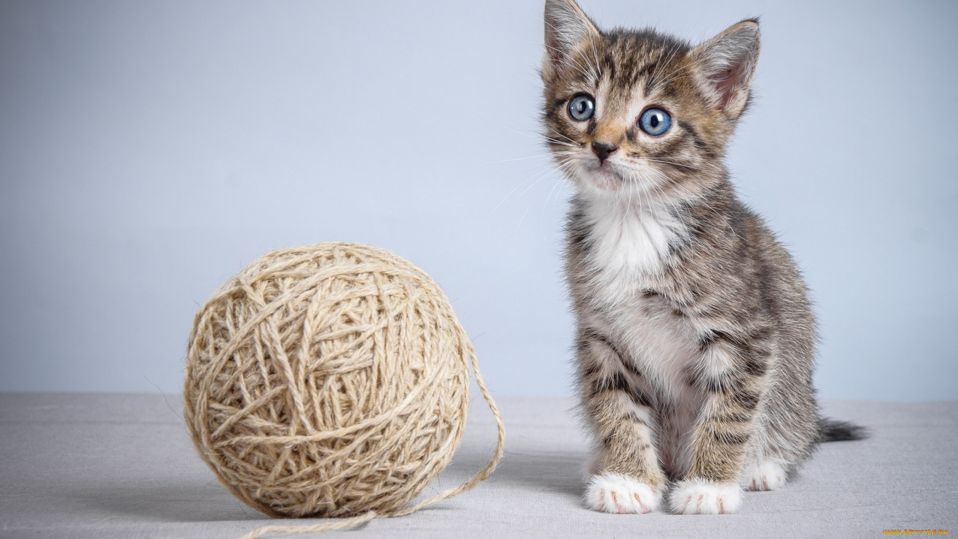 животные, коты, взгляд, клубок